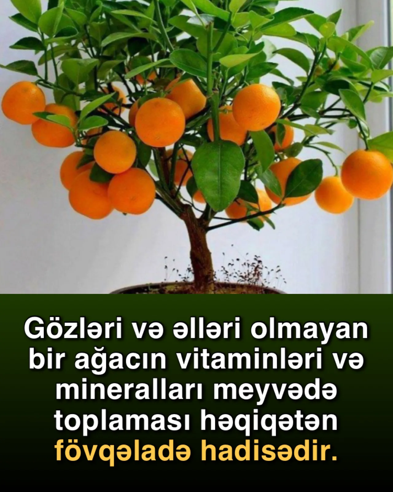 Ağacların nasos sistemi