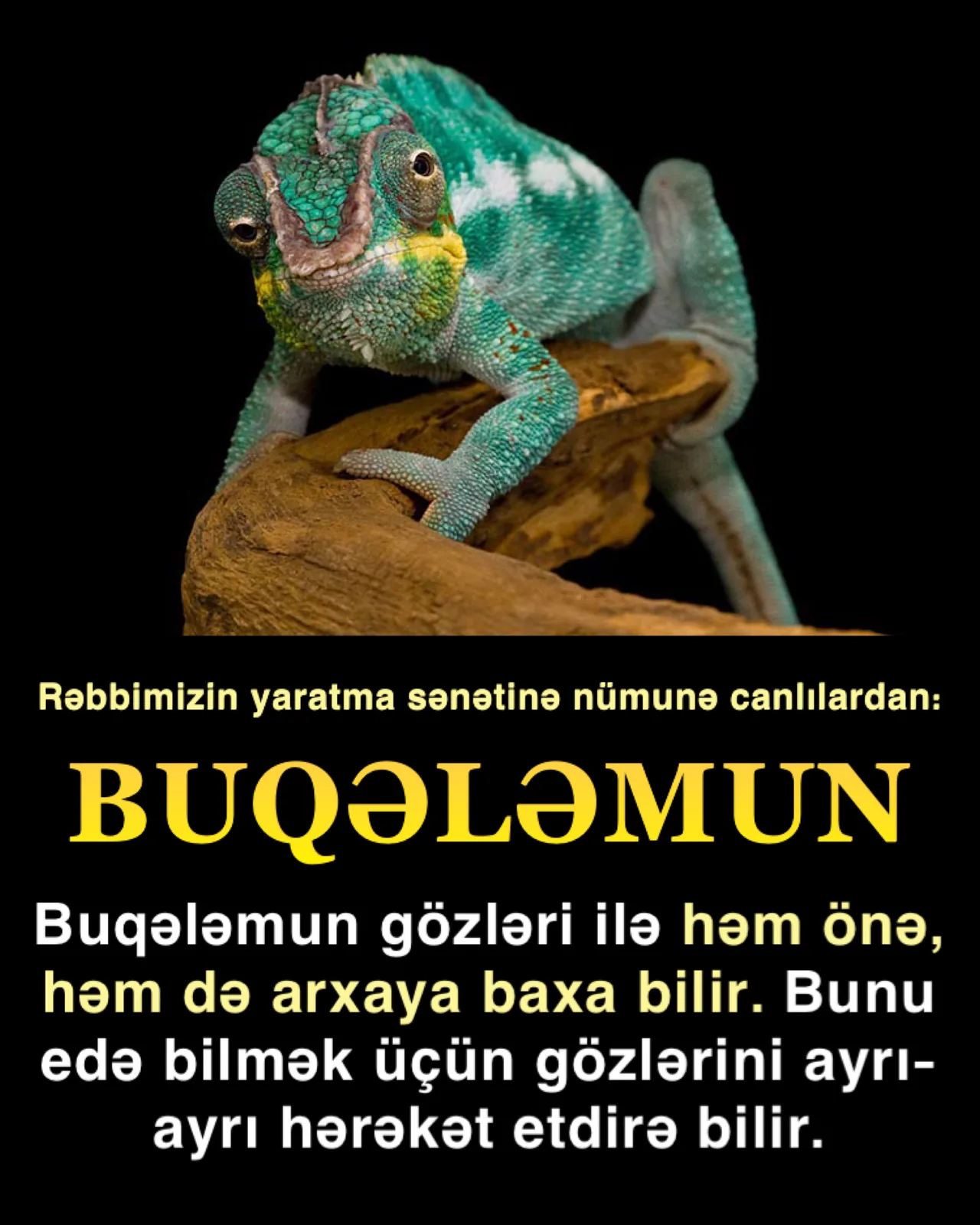 Rəbbimizin yaratma sənətinə nümunə canlılardan: Buqələmun