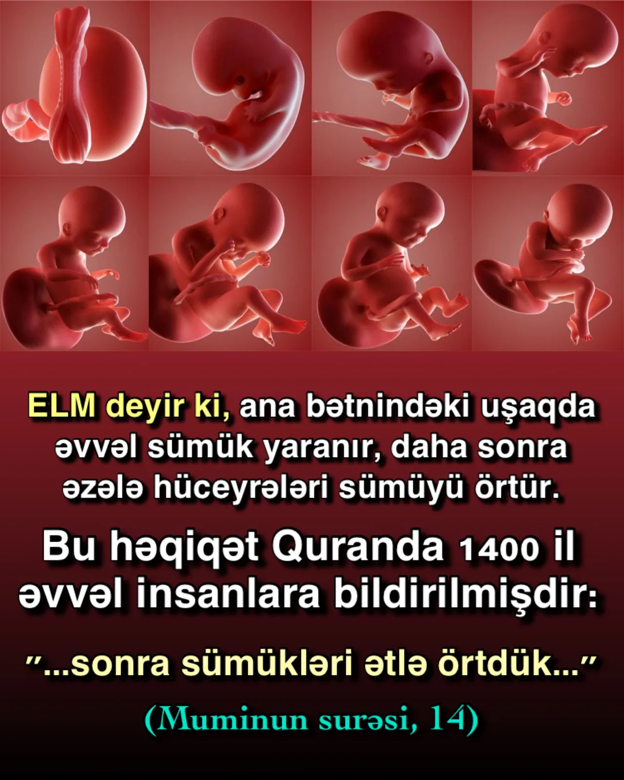 Ana bətnində insanın yaranma mərhələləri