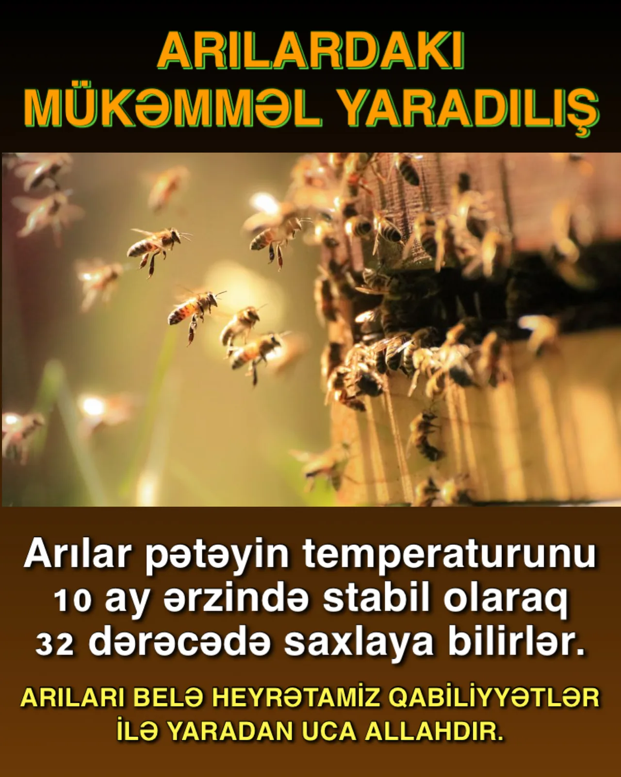 Arı şanının mükəmməl memarlığı