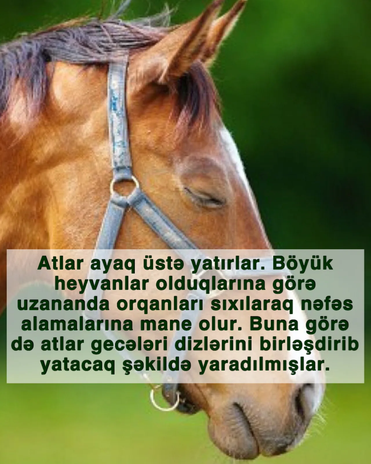 Atlar ayaq üstə yatırlar