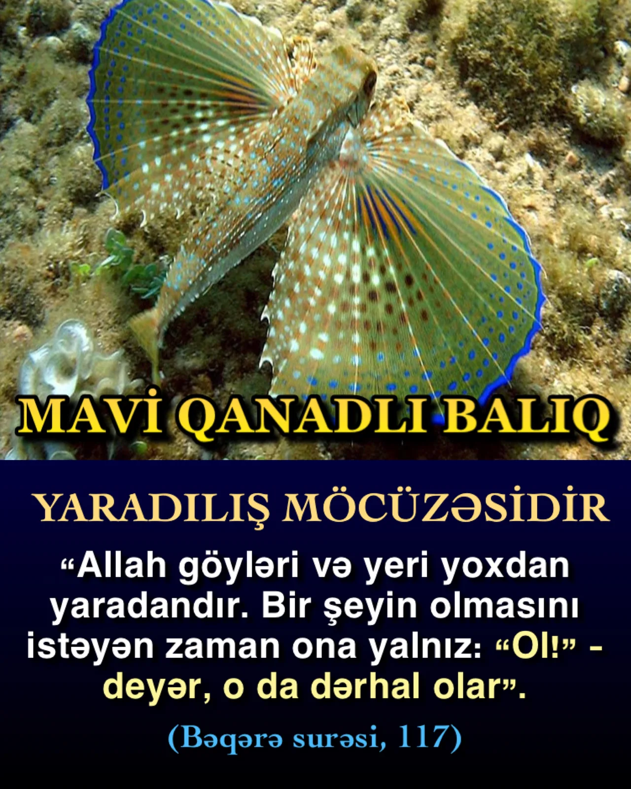 Balıq dərisi suda niyə korlanmır?