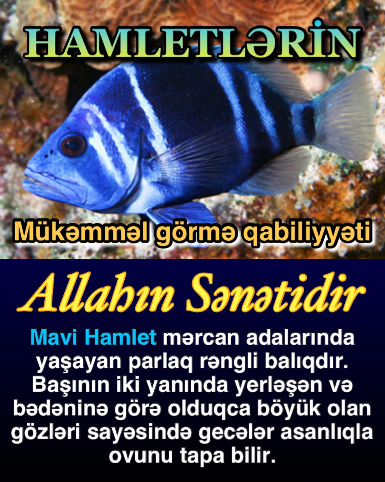 Balıqların suda hərəkət möcüzəsi