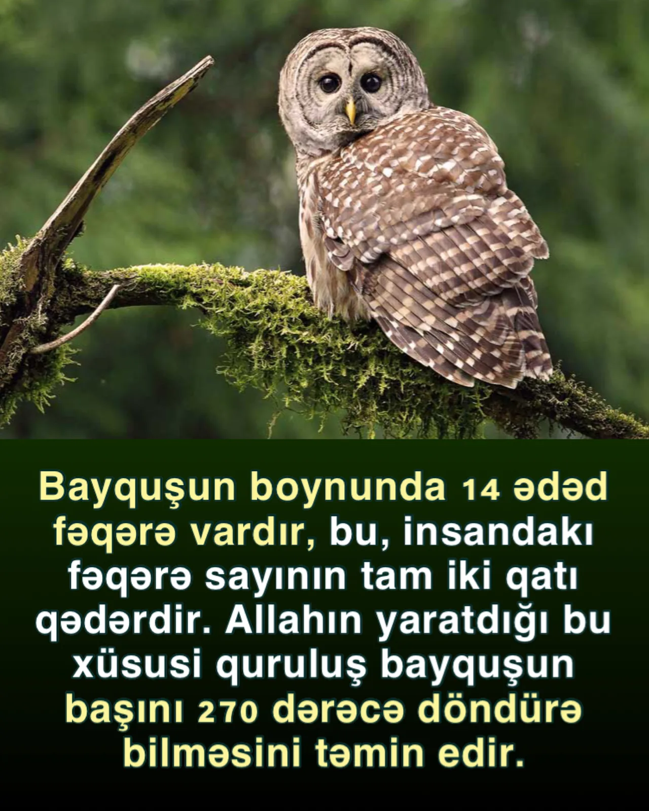 Bayquşun başını 270 dərəcə çevirməsi
