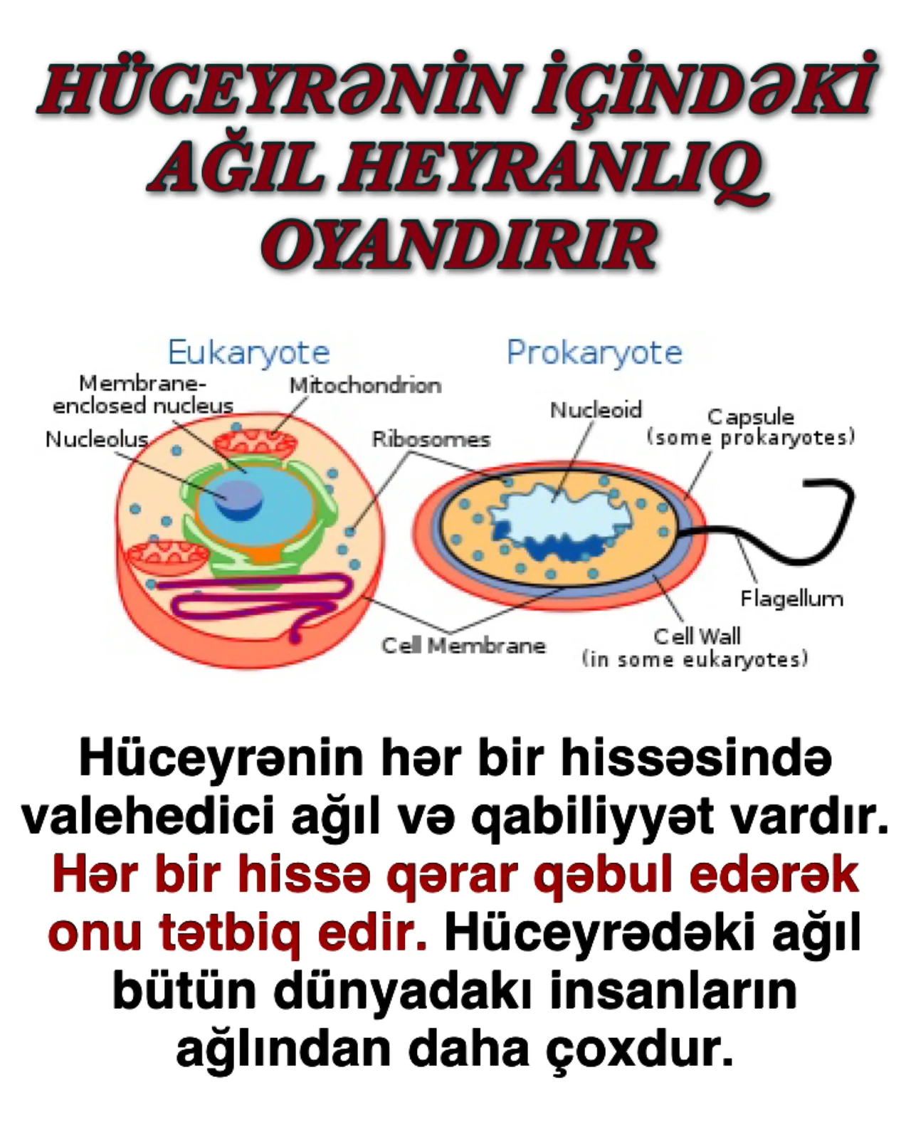 Bədənimizdəki fasiləsiz molekulyar fəaliyyət