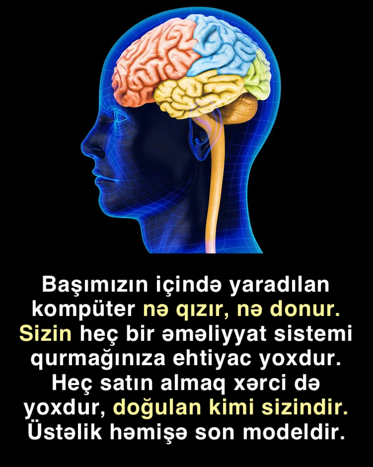 Beyni qoruyan möcüzəvi sistem