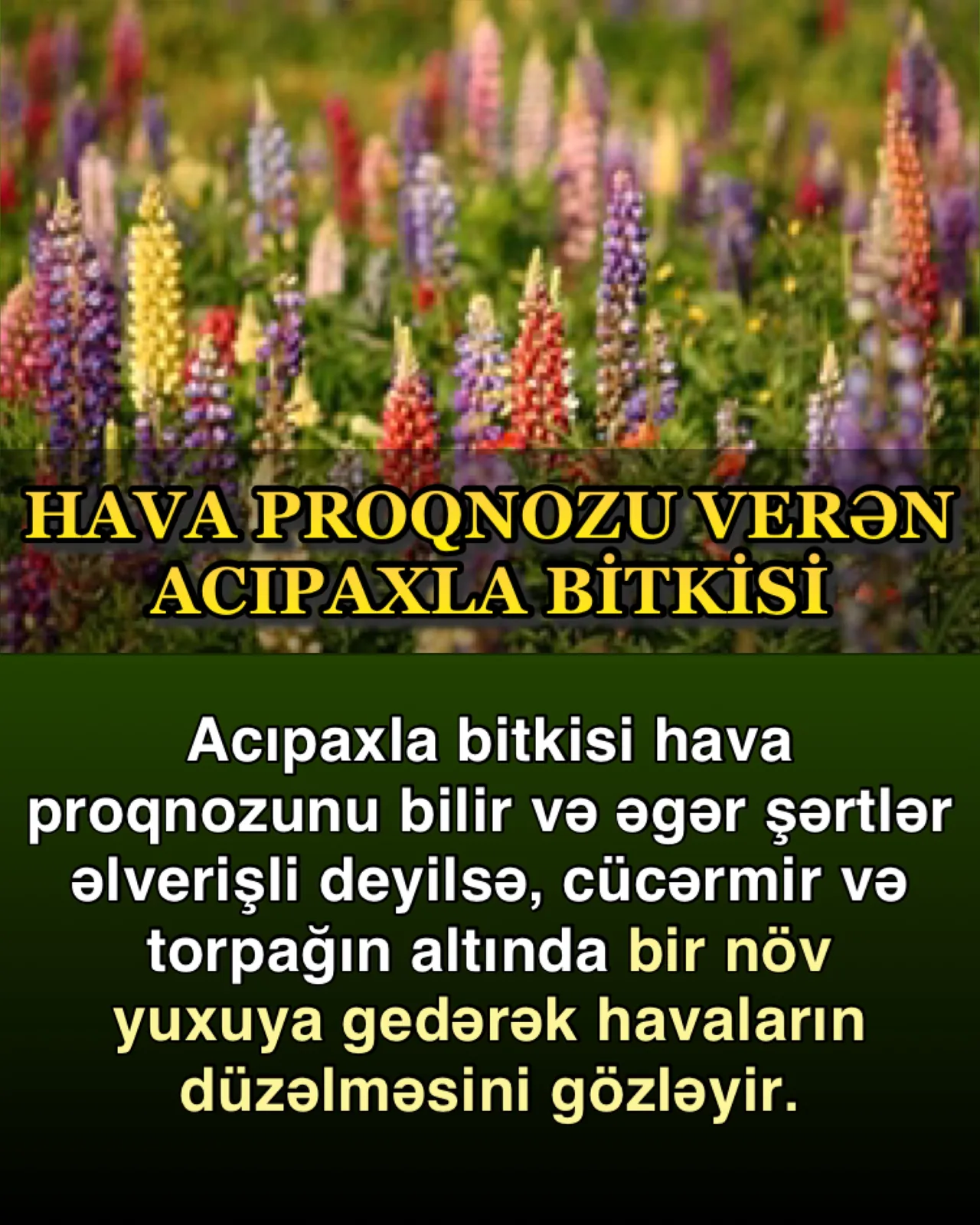 Bitki toxumlarının yaşama sirri