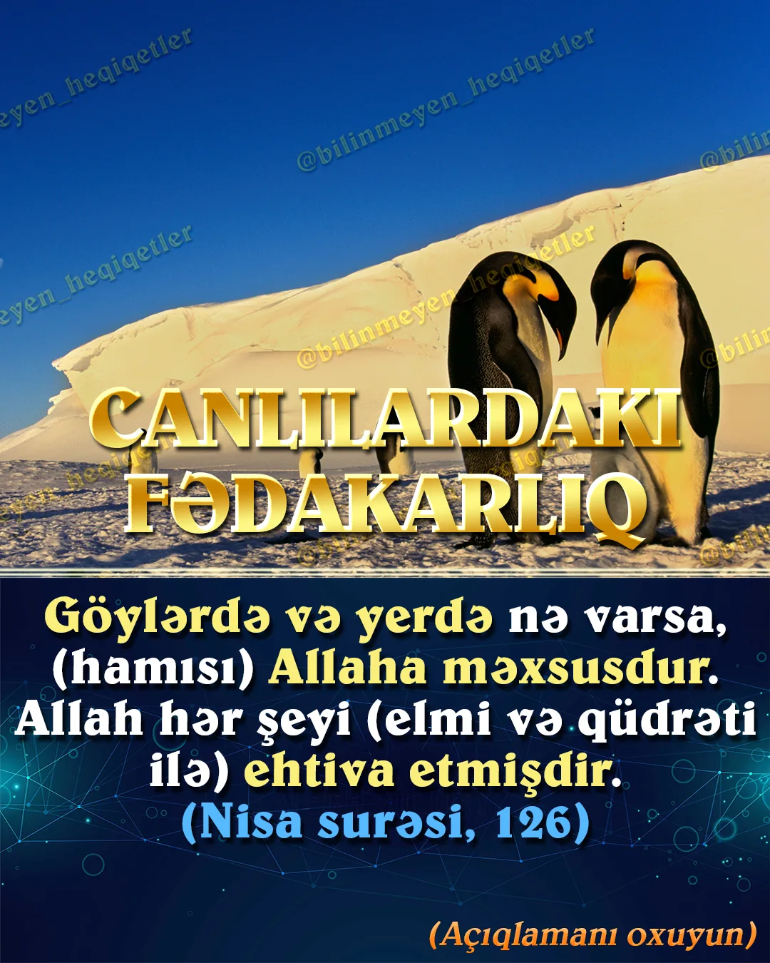 Böyük balıq kiçik balığı yeyir”, “güclü olan qazanır”… Bu cümlələrdən təbiətdəki canlılar