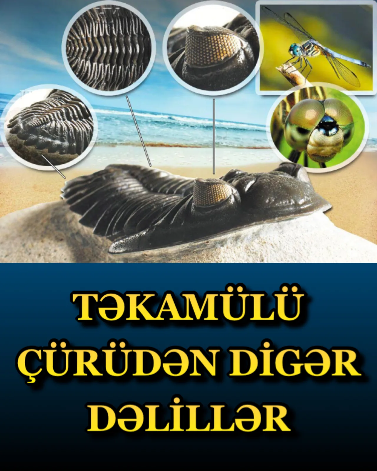Bu dəlilləri çox təfərrüatlı sıralamaq mümkündür