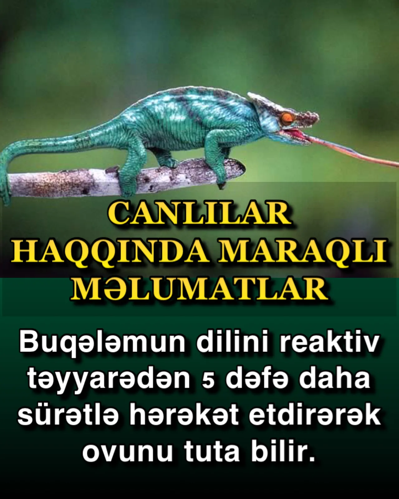 Buqələmunun dili reaktiv təyyarədən daha sürətlidir