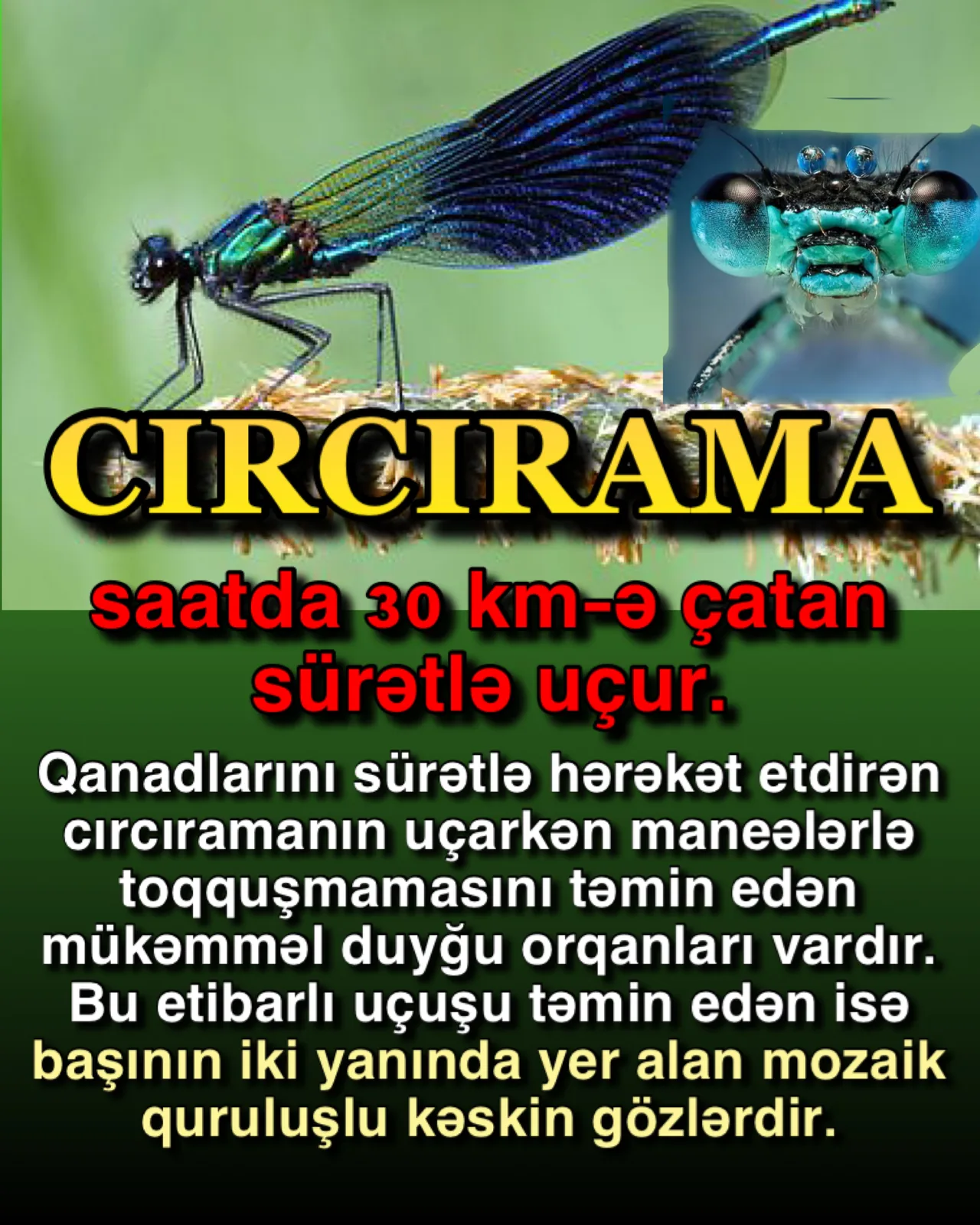Cırcıramanın ayağı çox dözümlüdür