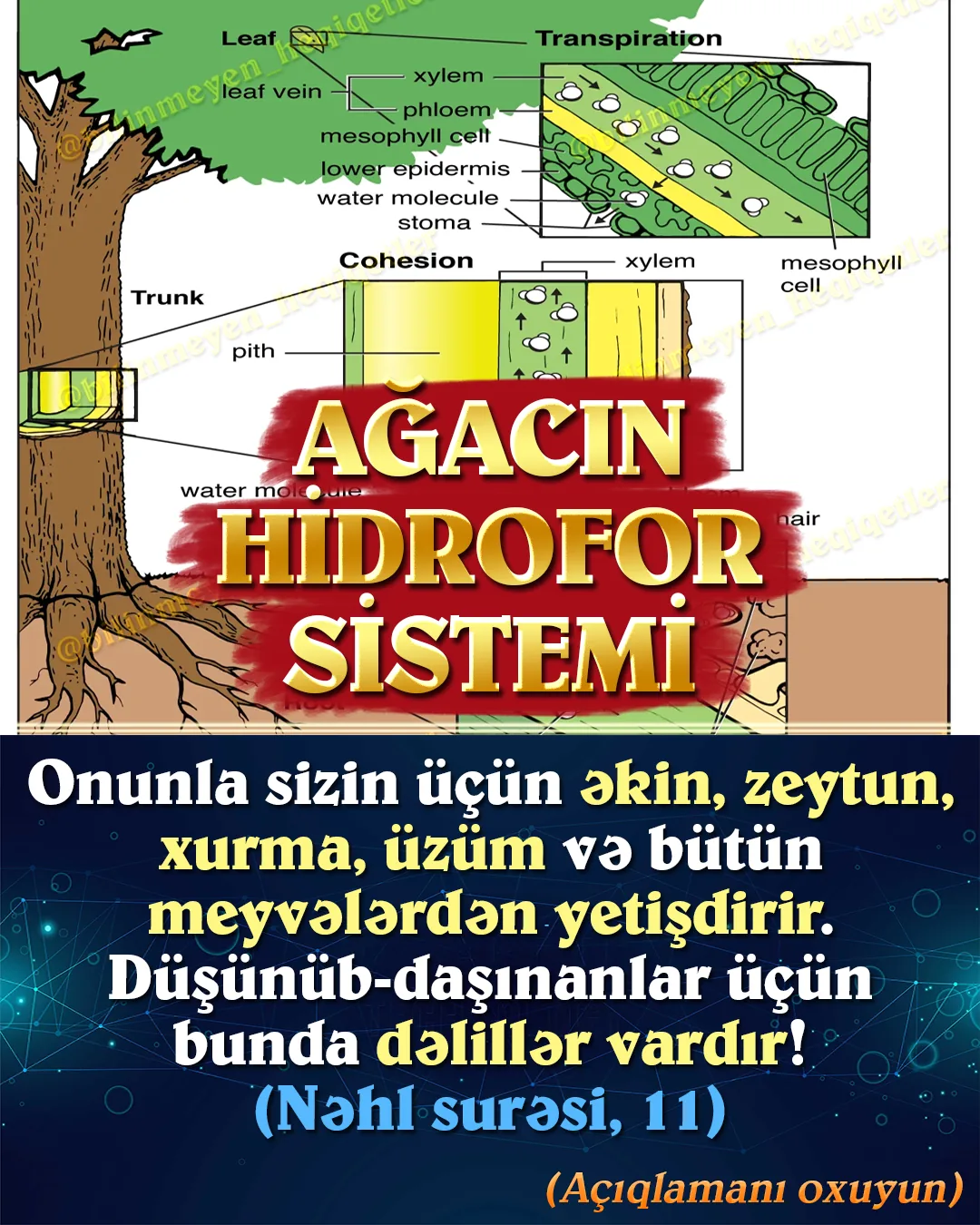 Ağacın hidrofor sistemi