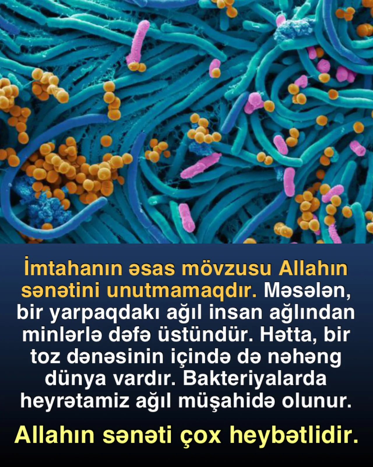 Delfinlərin şüurlu nəfəs alması