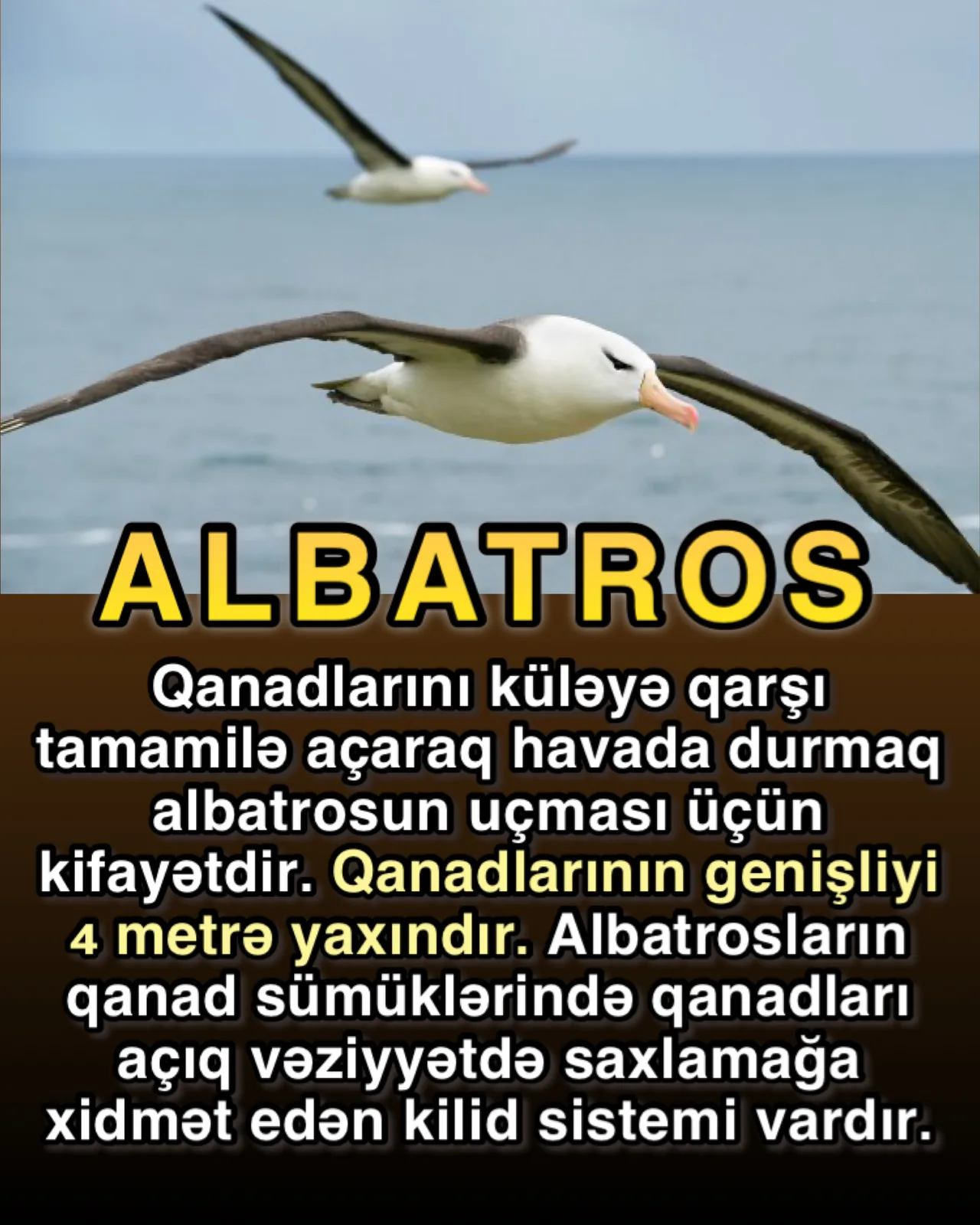 Dəniz quşlarının uçuş texnikası