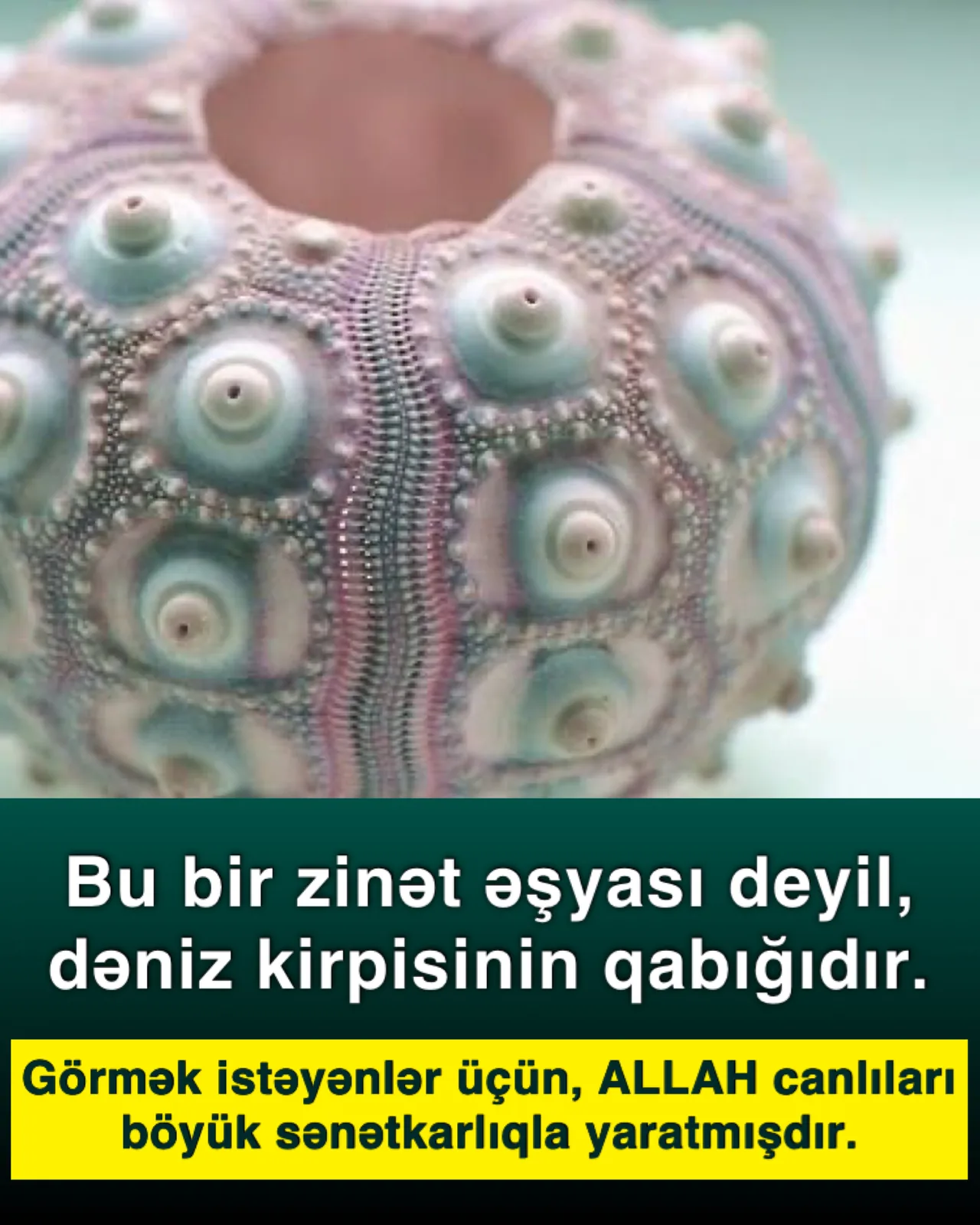Dənizin dərinliklərində yaşayan qeyri-adi canlı – dəniz kirpisi