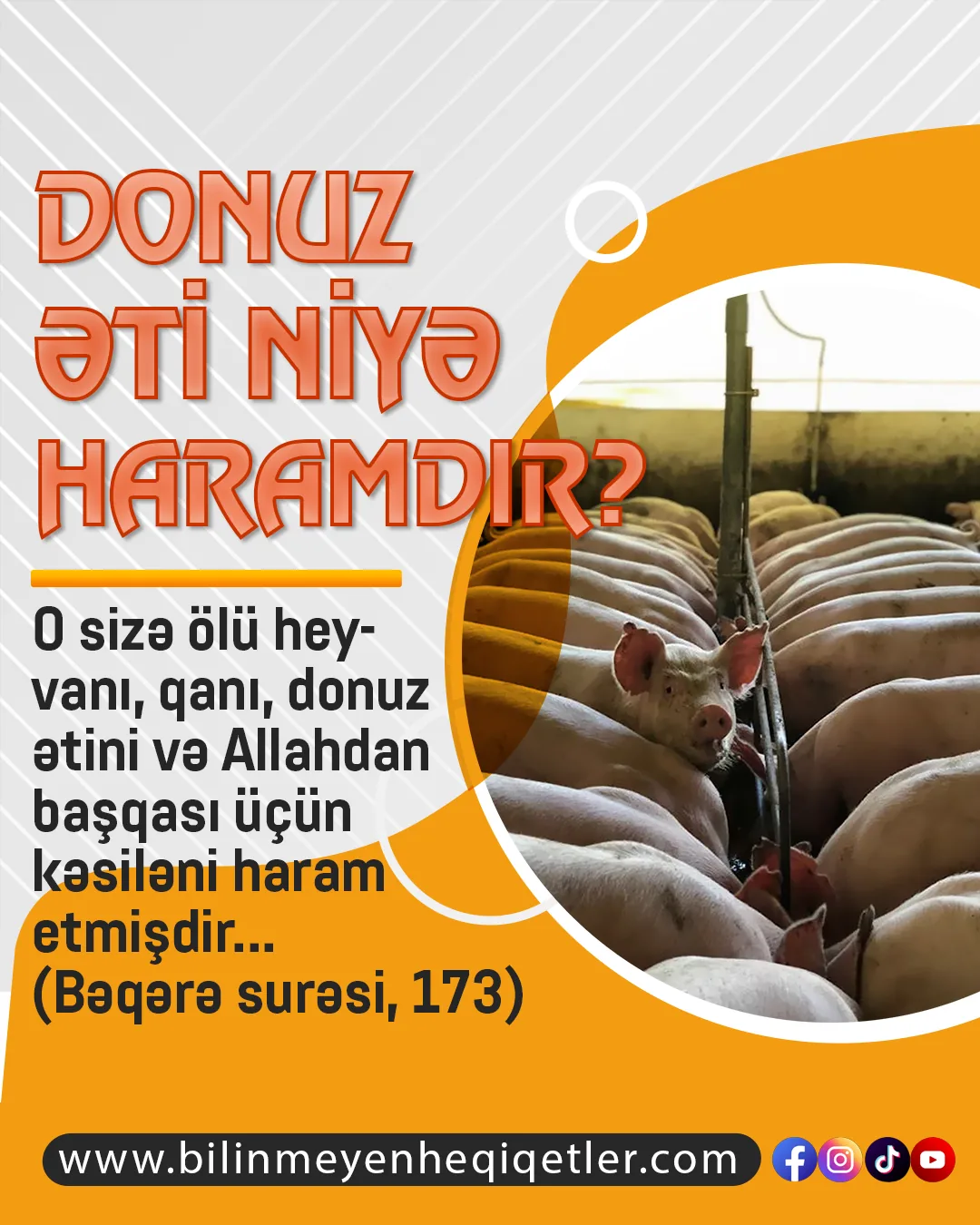 Donuz əti niyə haramdır?