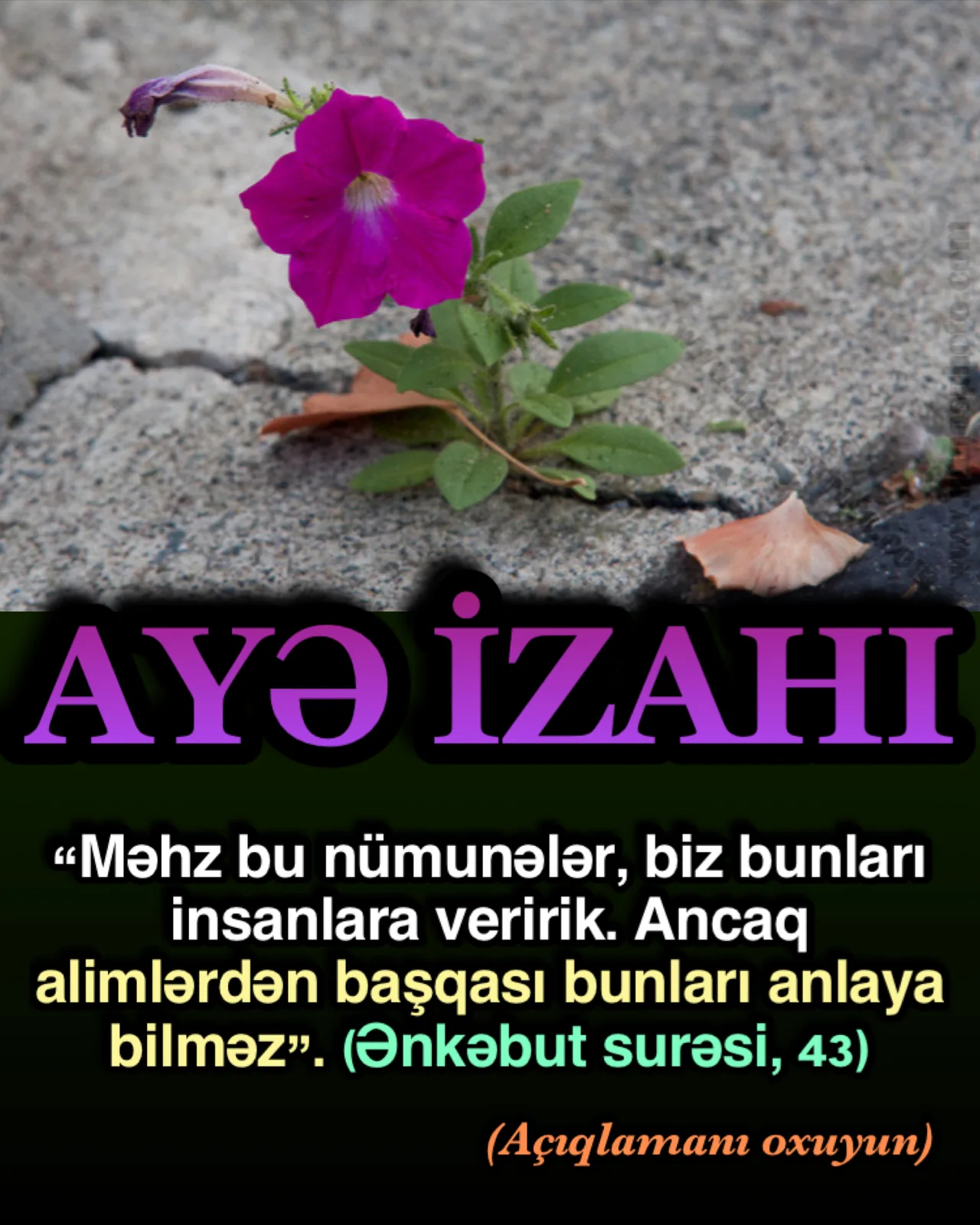 Ənkəbut surəsi, 43-cü ayə