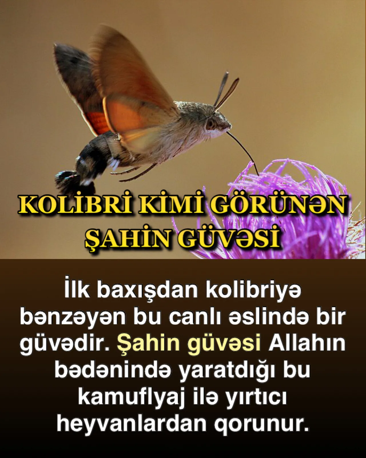 Güvələrin yarasadan xilas sistemi