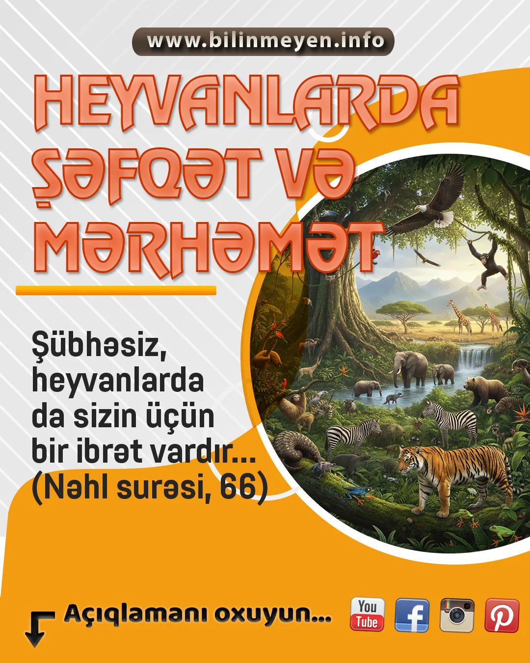 Heyvanlarda şəfqət və mərhəmət