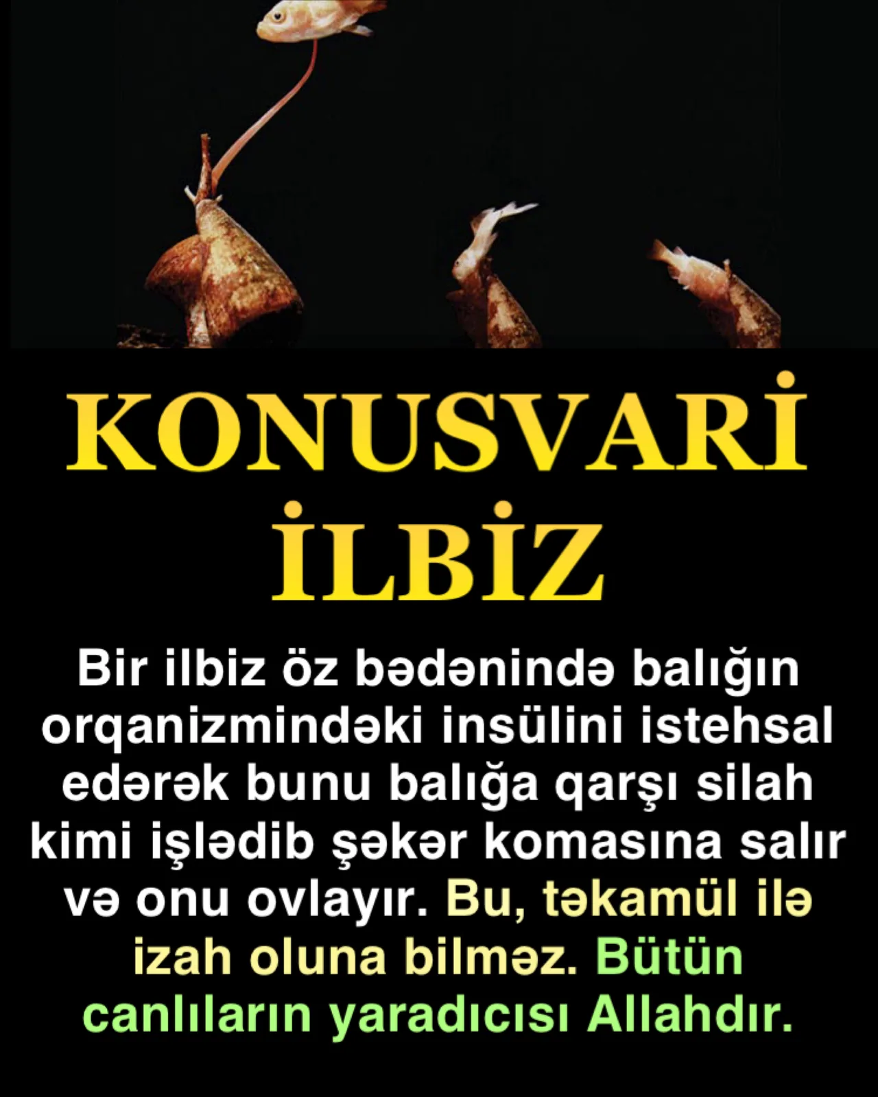 İlbizlərin qüsursuz quruluşu