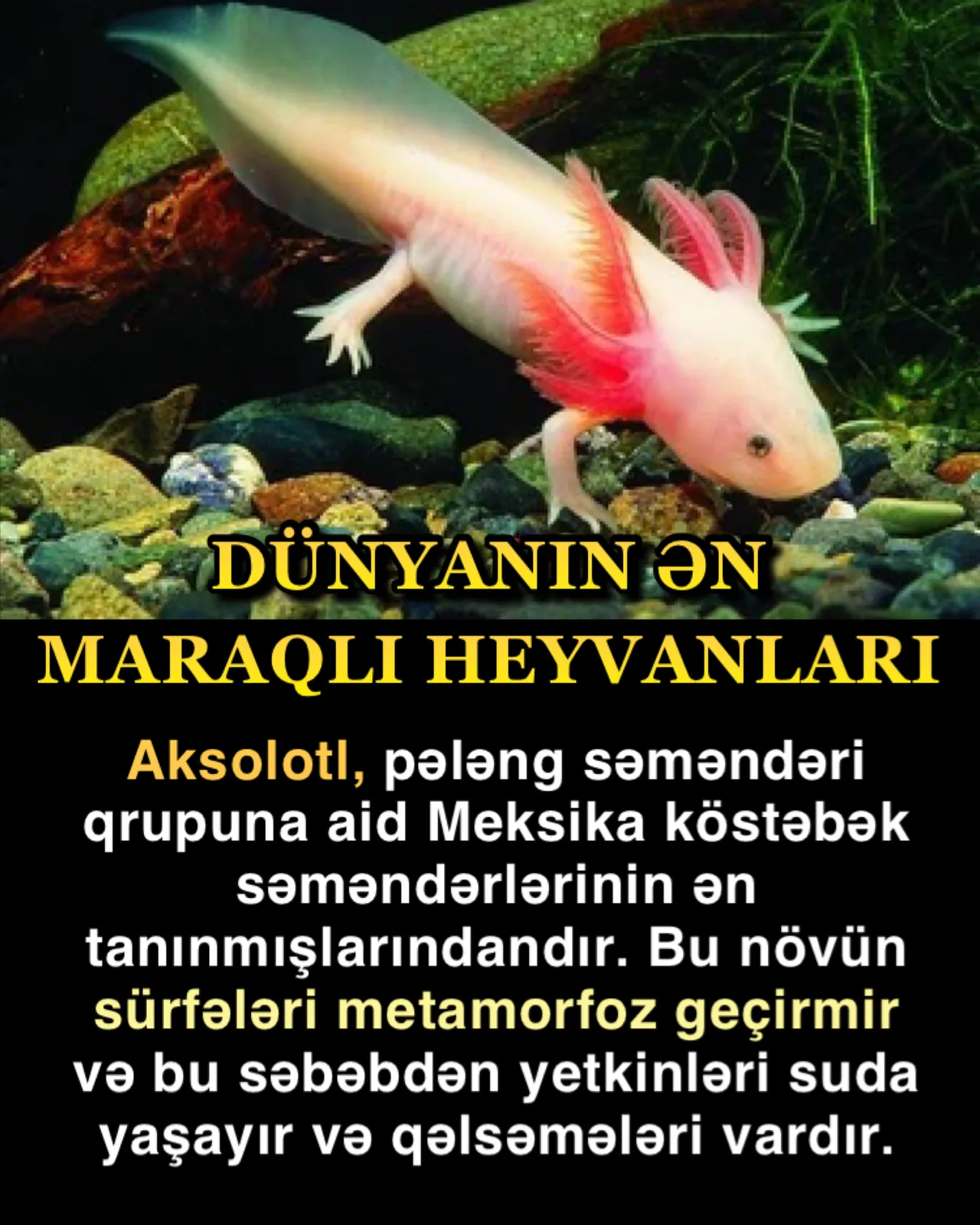 İman həqiqətləri imanın artmasına vəsilədir