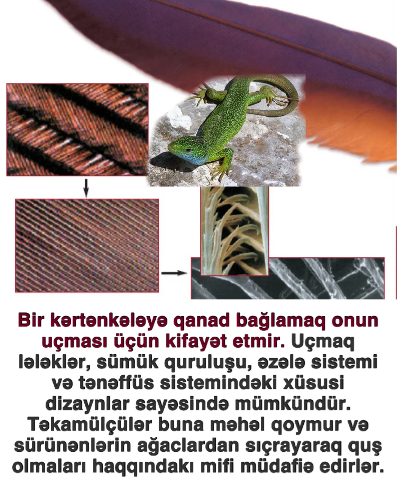 İman zəifliyi və darvinist təhsilin təhlükəsi