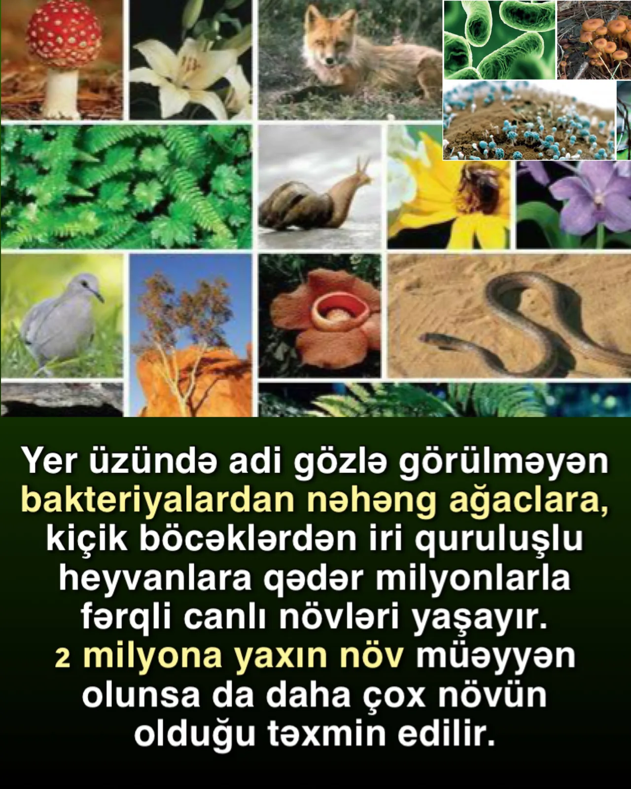 Kembri partlayışı təkamülü çətin vəziyyətə salır