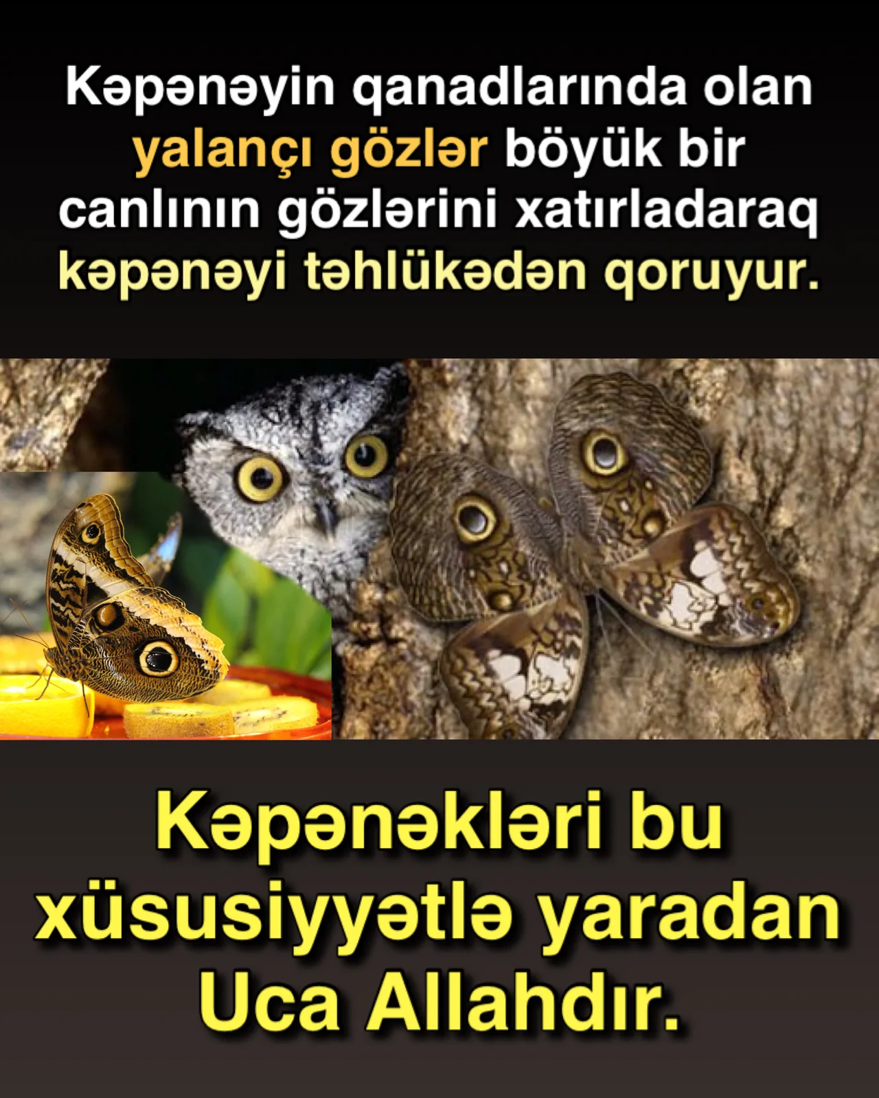 Kəpənəklərin köç marşrutu
