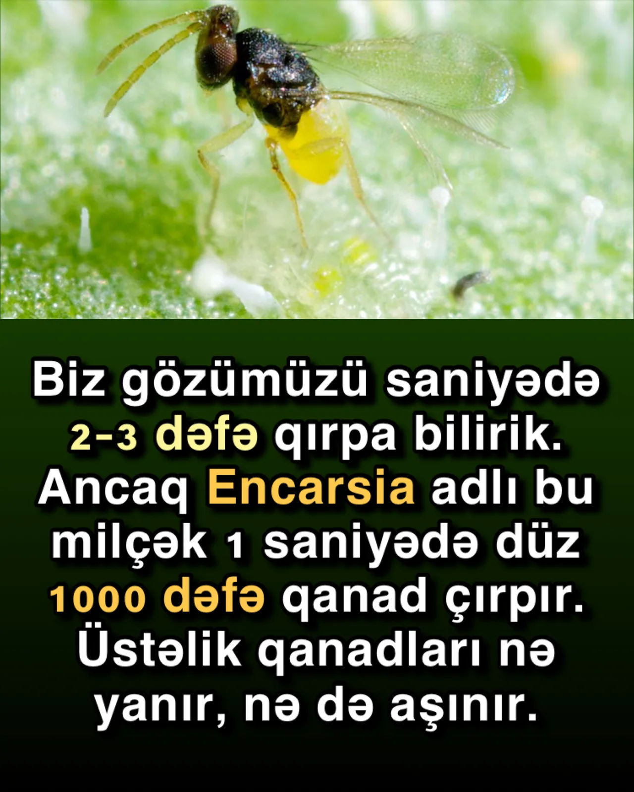 Milçəyin fasetli göz möcüzəsi