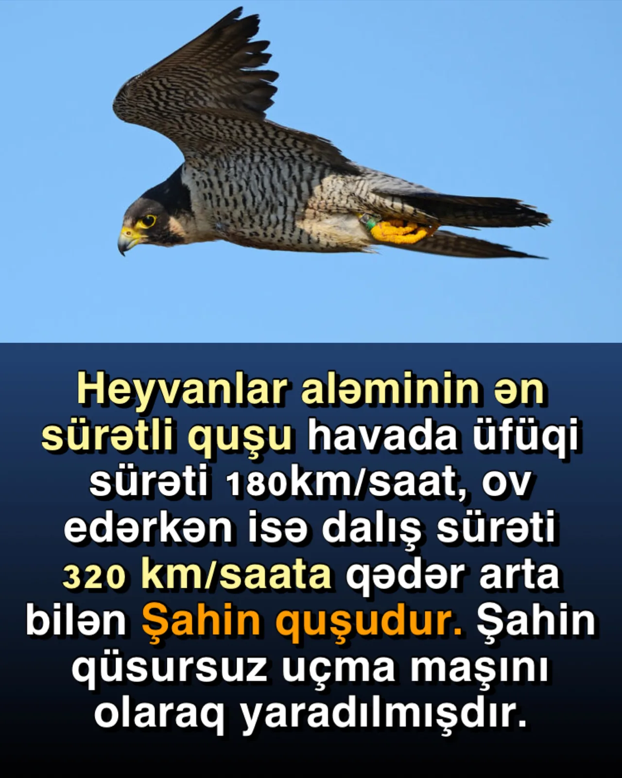 Nəhl surəsi, 17