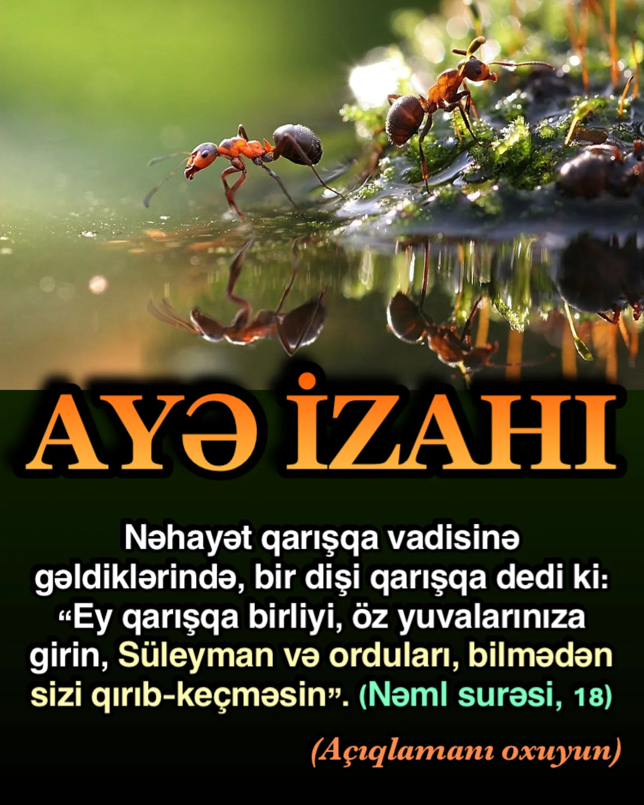 Nəml surəsi, 18-ci ayə