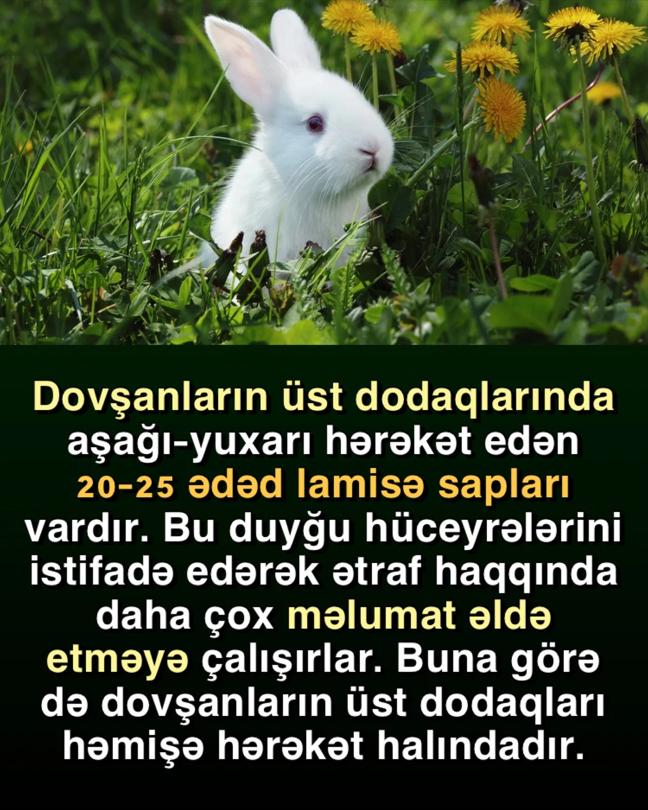 Nəslini davam etdirmək üçün çoxlu bala dünyaya gətirən dovşan