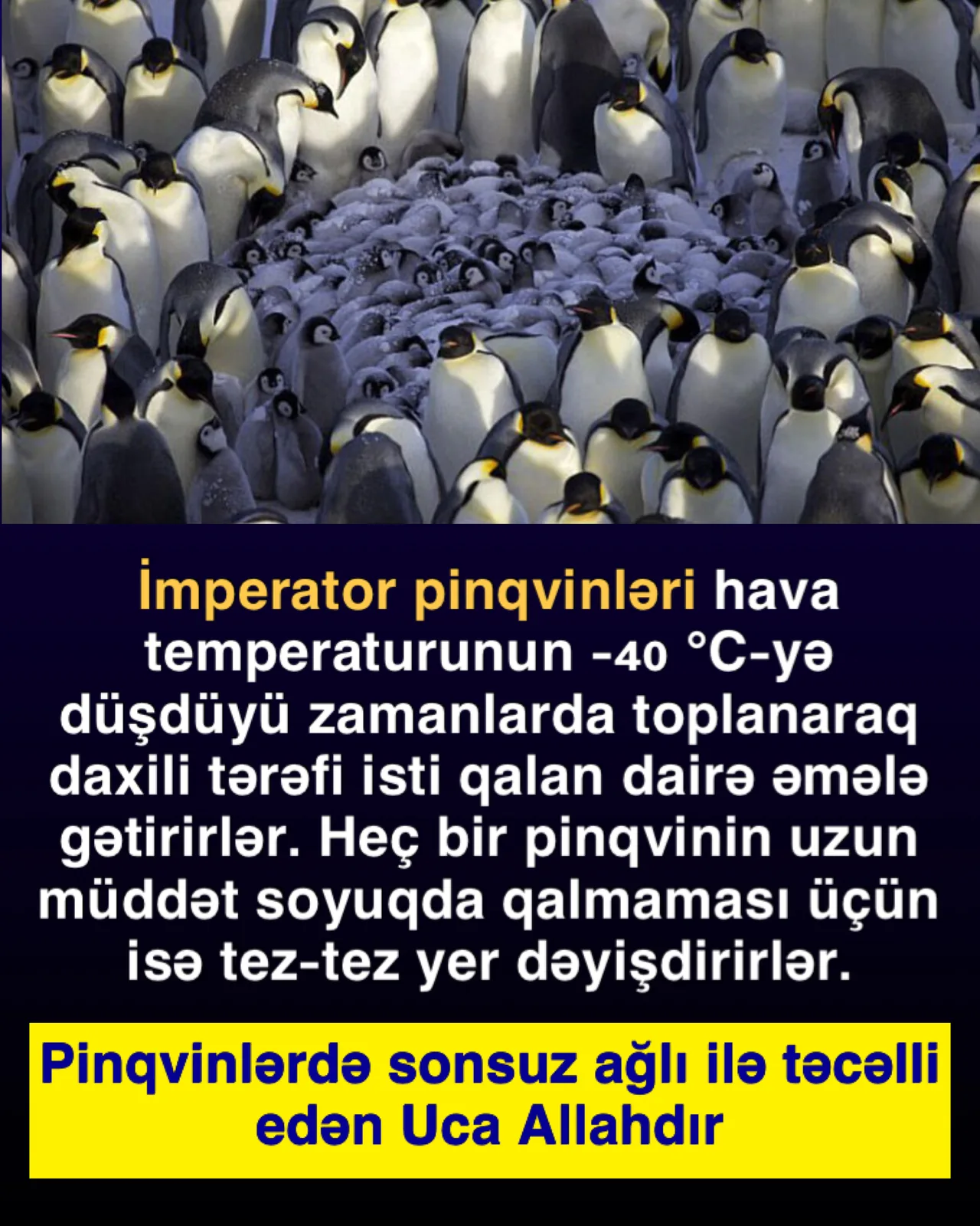 Pinqvinlərin həyatı