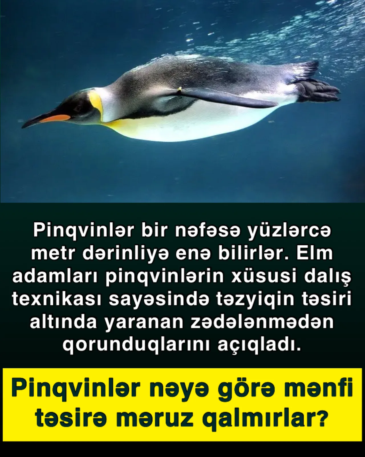 Pinqvinlərin məharəti