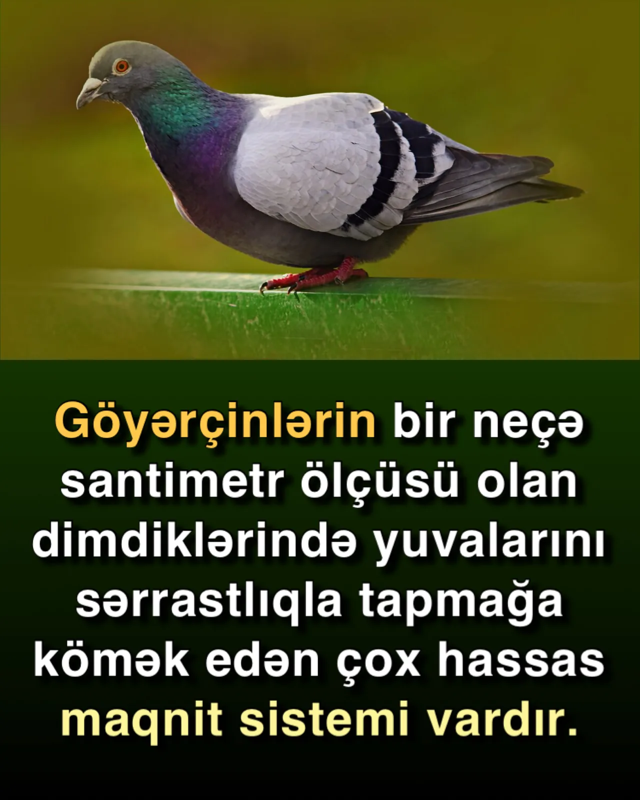 Poçt göyərçinlərinin istiqamət tapma sirləri