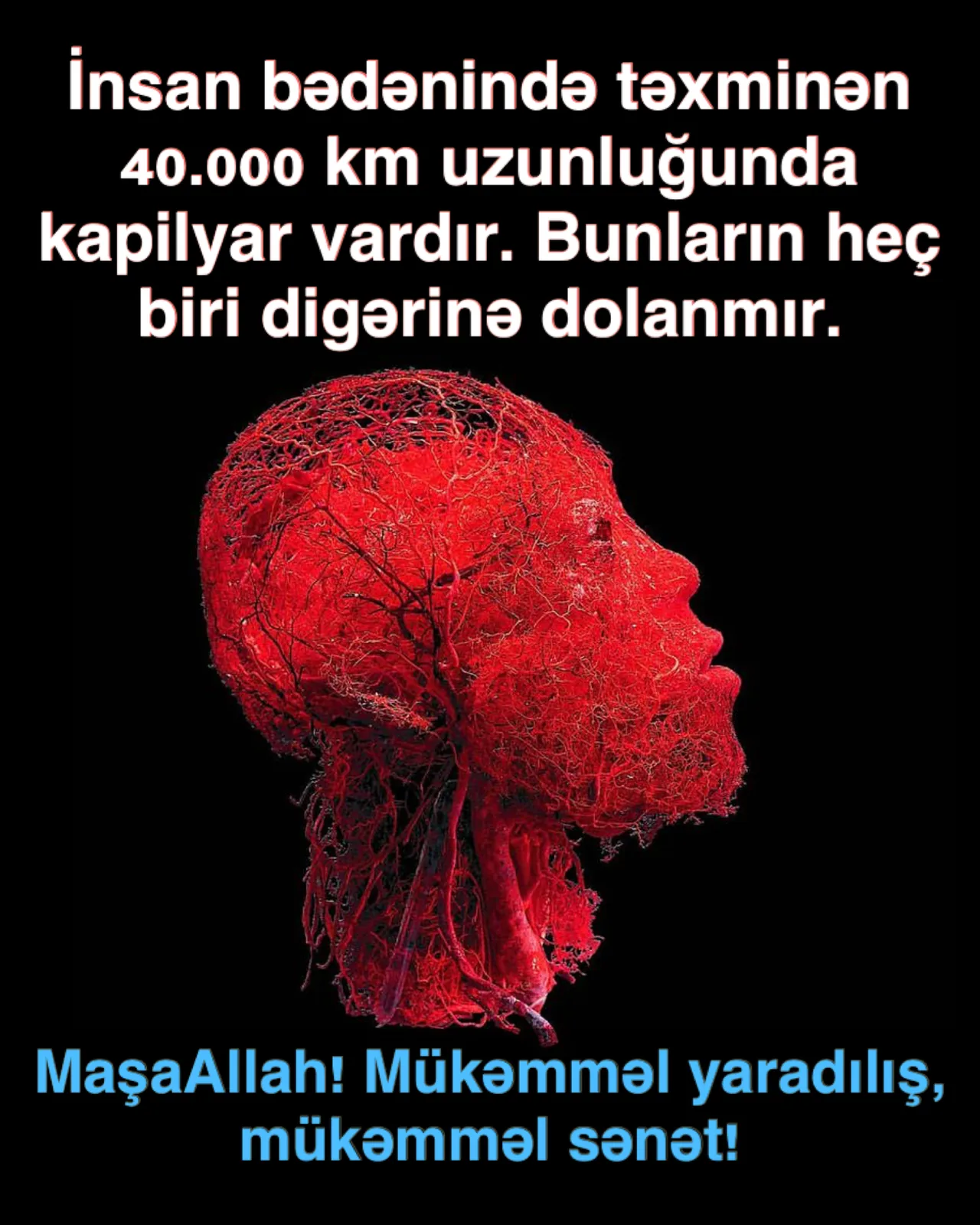 Qan – bədəndəki həyat mayesi