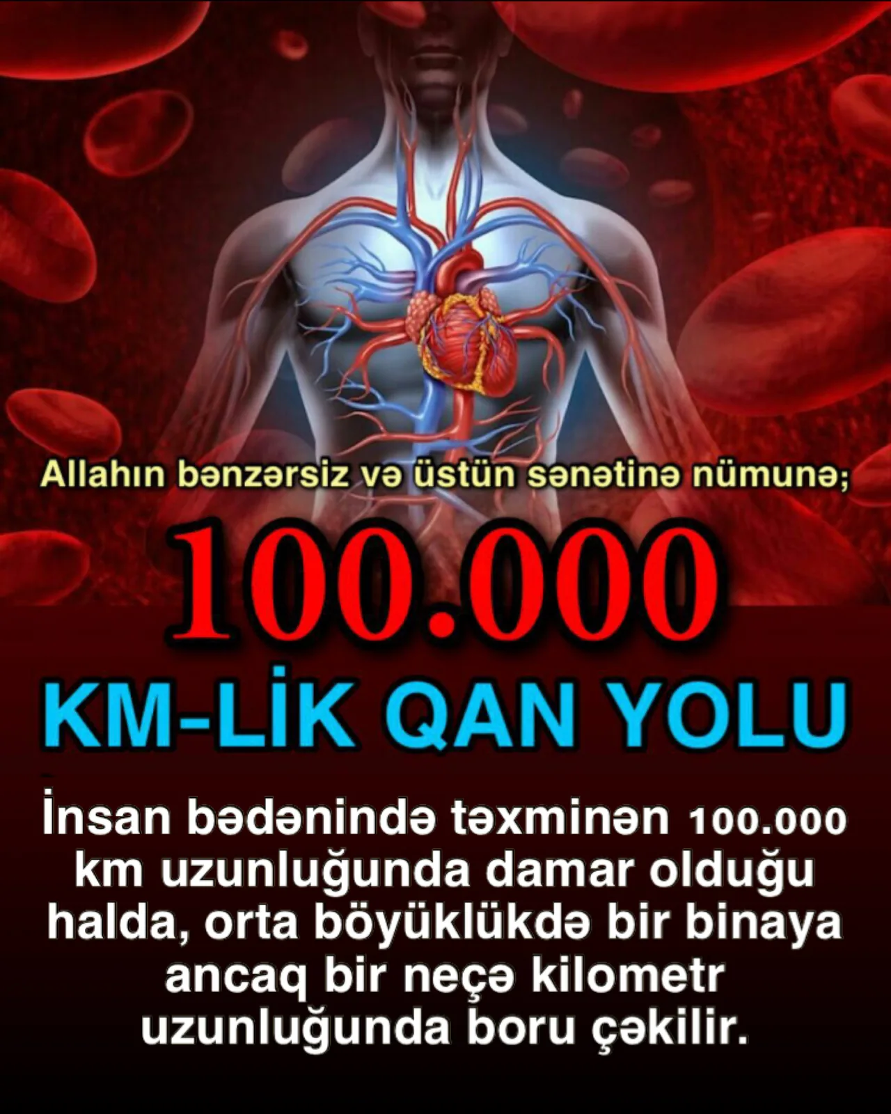 Qan damarlarının möcüzəvi şəbəkəsi