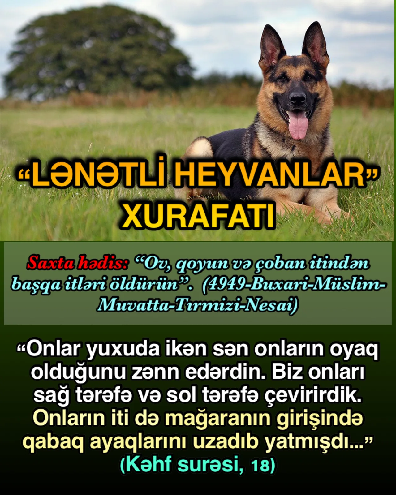 Qara itlərin hamısını öldürün