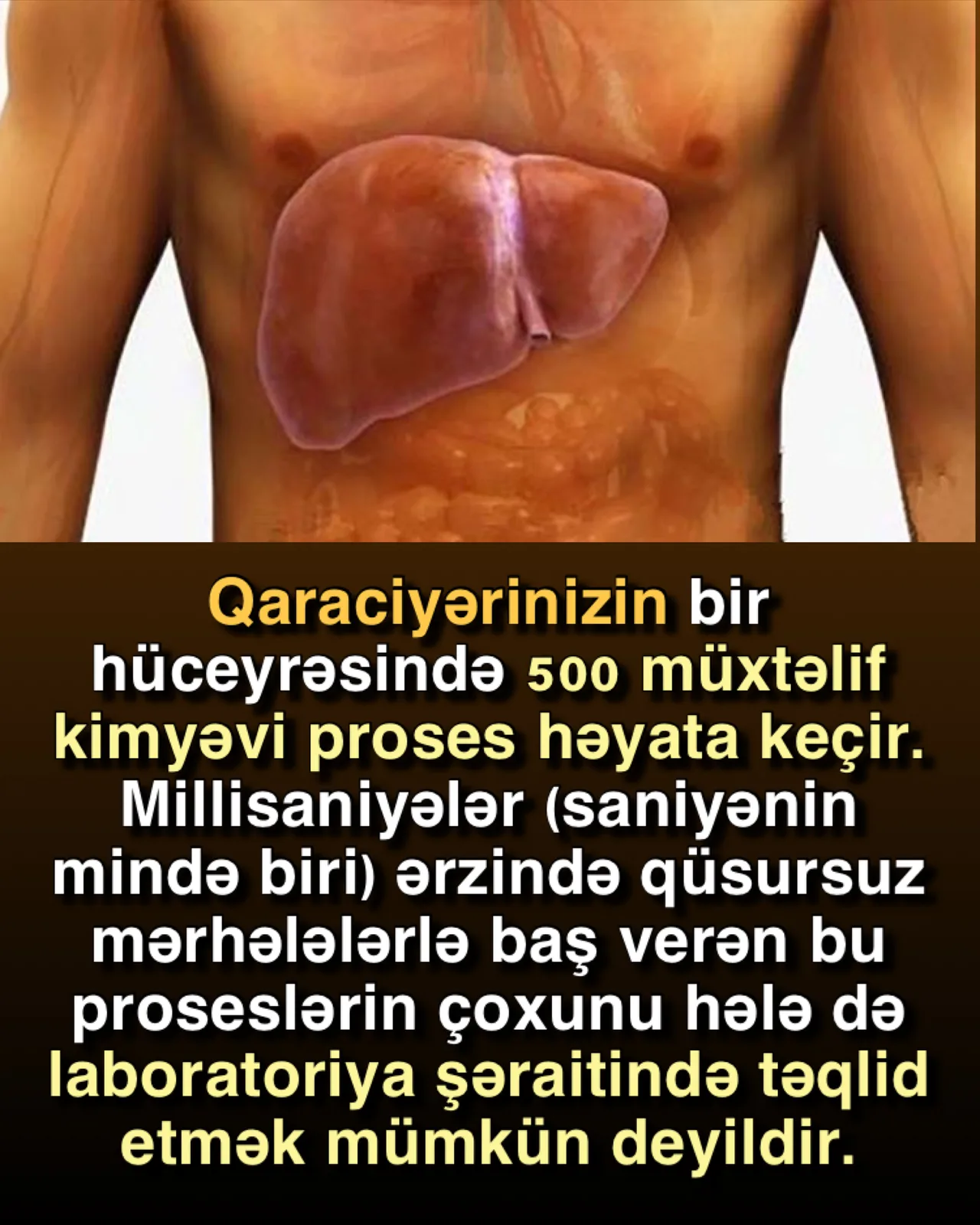 Qaraciyərin 500 funksiyası