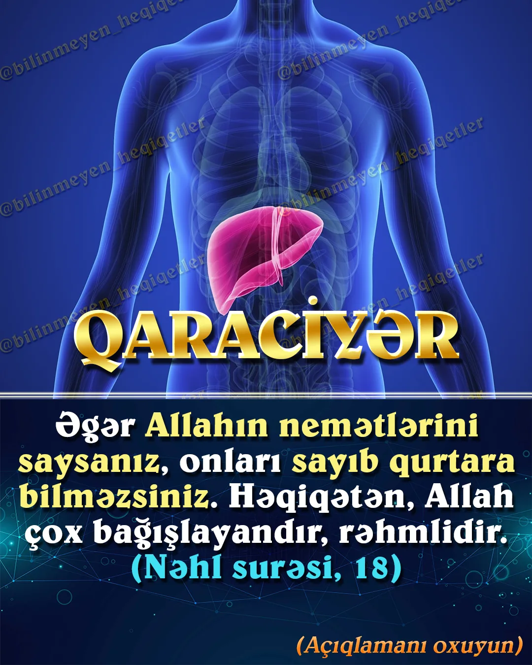 Qarın boşluğunun yuxarı sağ hissəsində yerləşən qaraciyər qan dövranında mükəmməl filtr