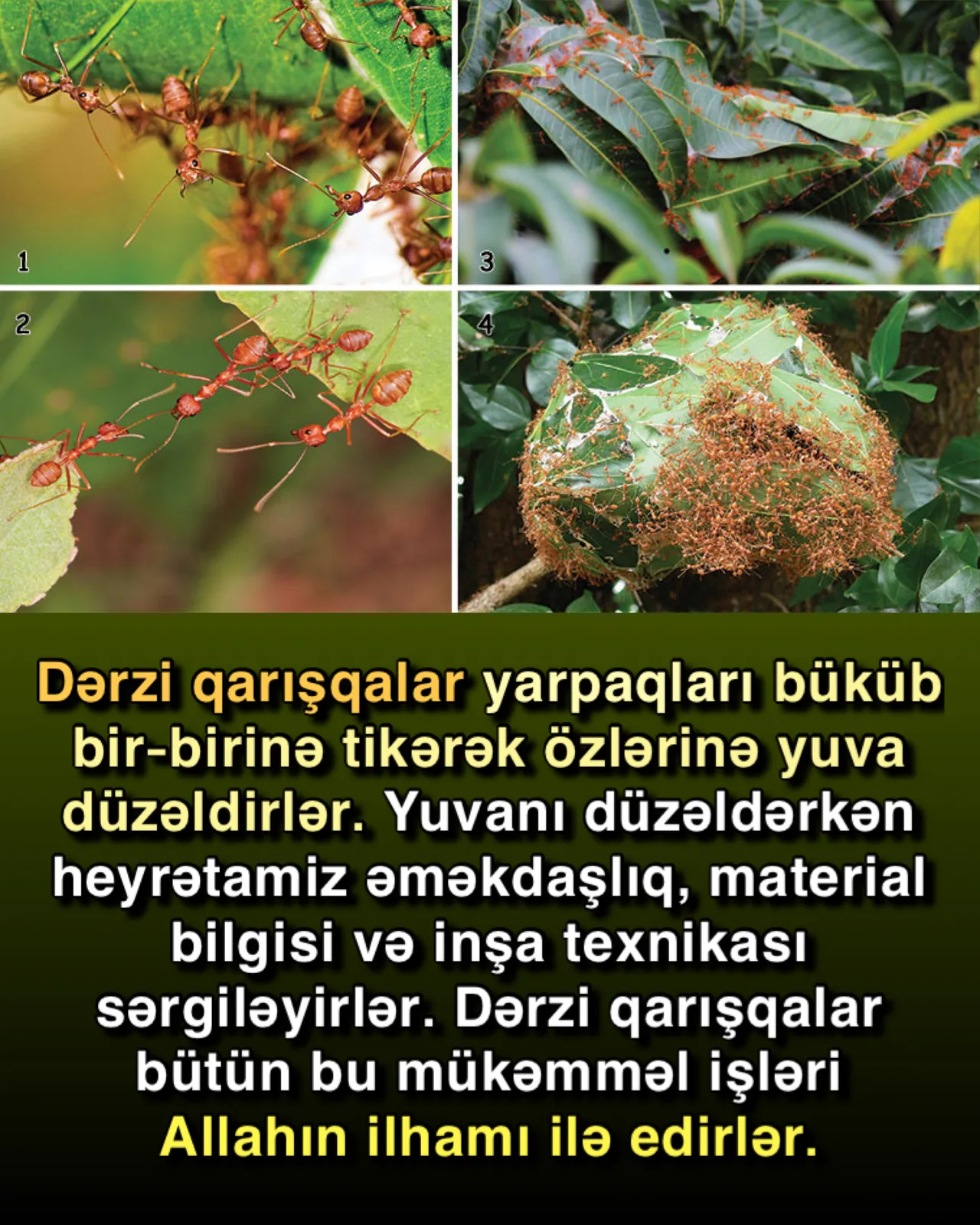 Qarışqaların mükəmməl təşkilatlanması