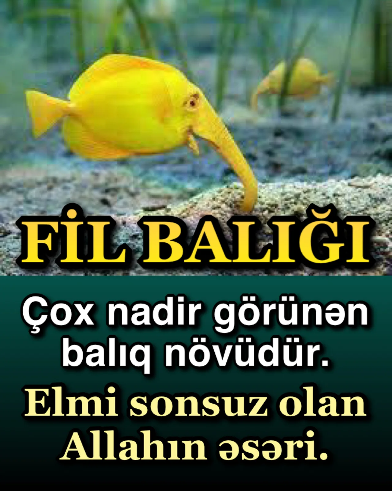 Fil balığının elektrik sistemləri