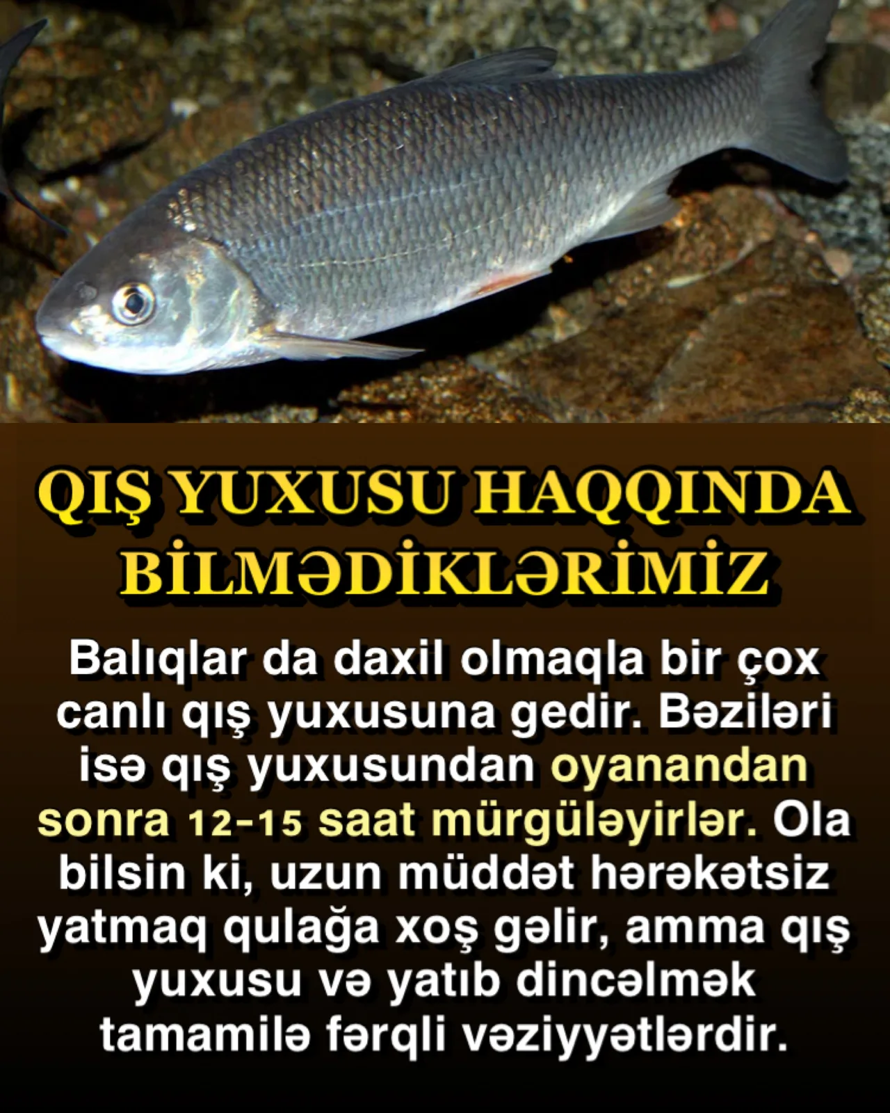 Qış yuxusu haqqında bilmədiklərimiz