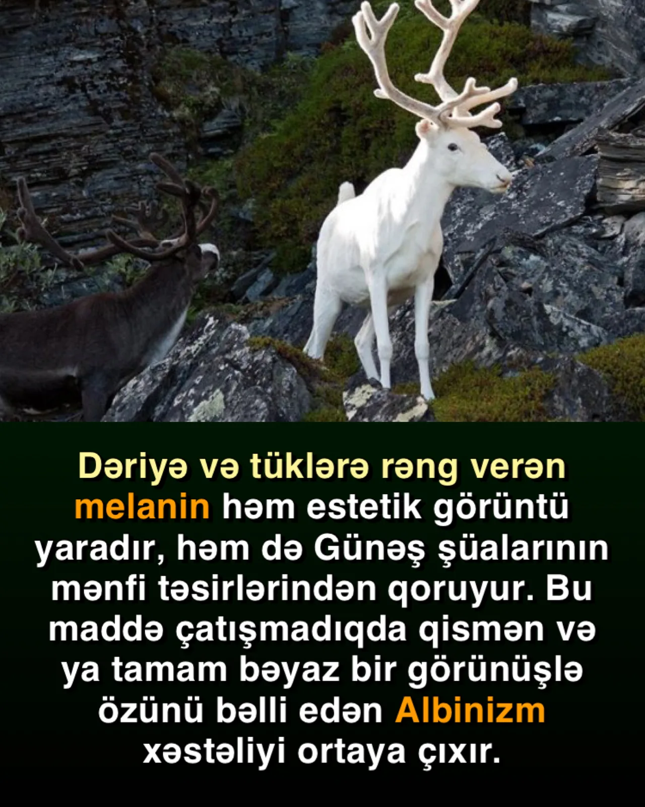 Qoruyucu rəng qaynağı–Melanin