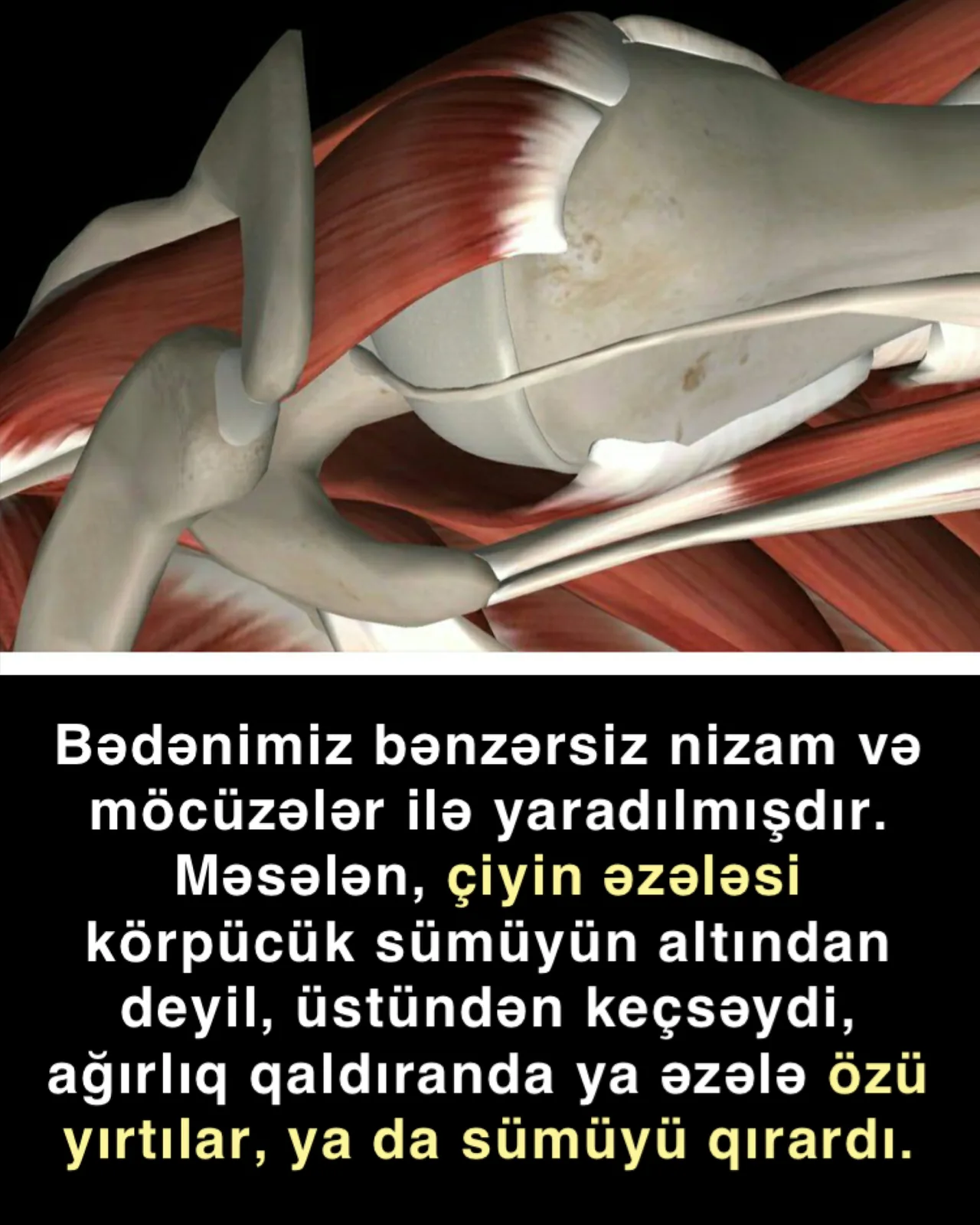 Quranda əzələ-sümük möcüzəsi