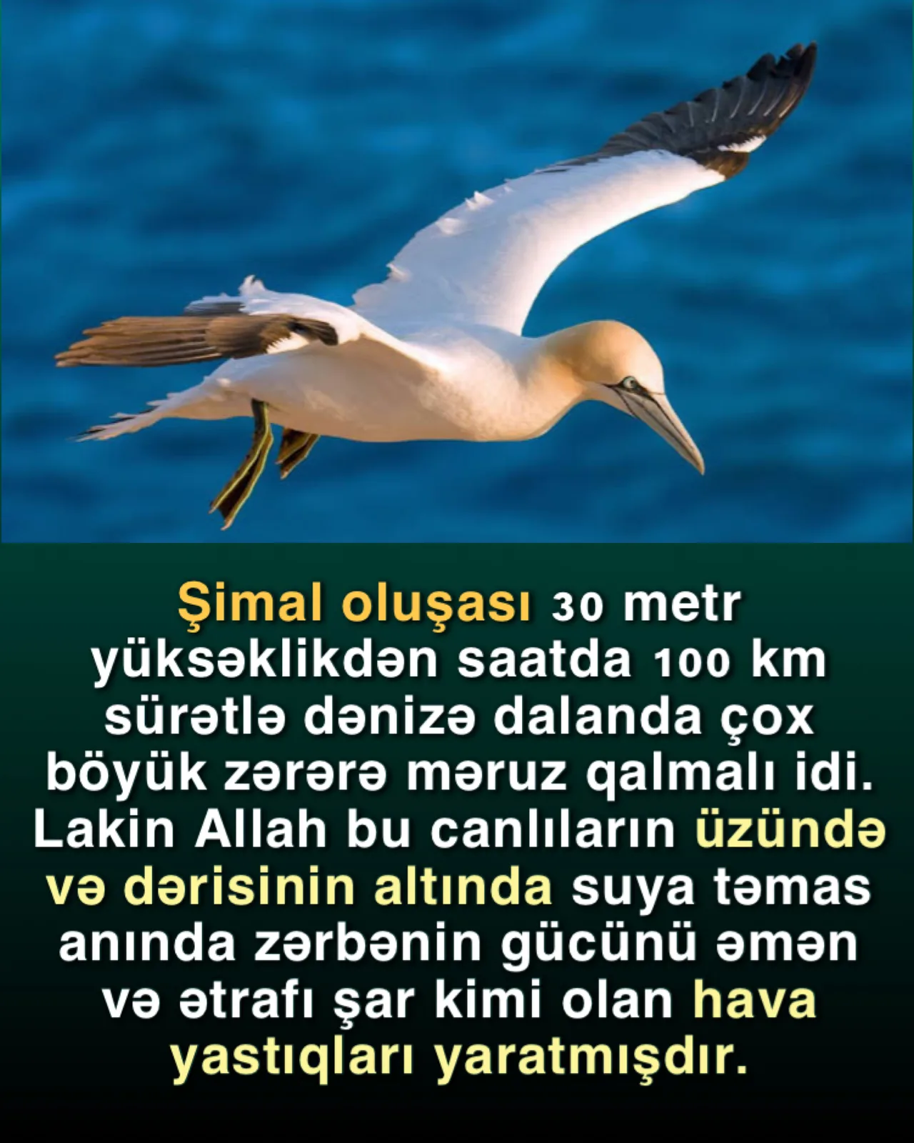 Quşların enerjiyə qənaət üsulları