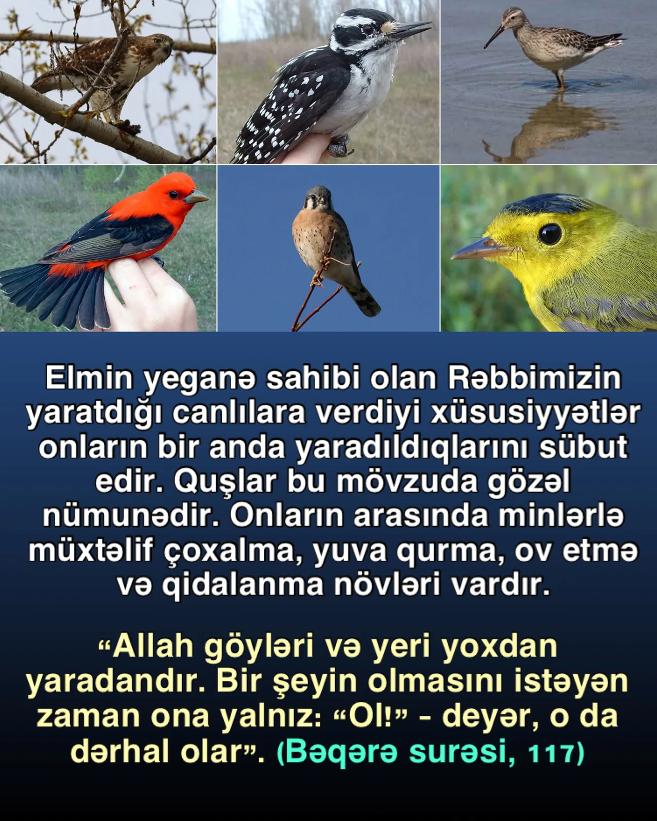 Quşların təkamülü iddiasının iflası
