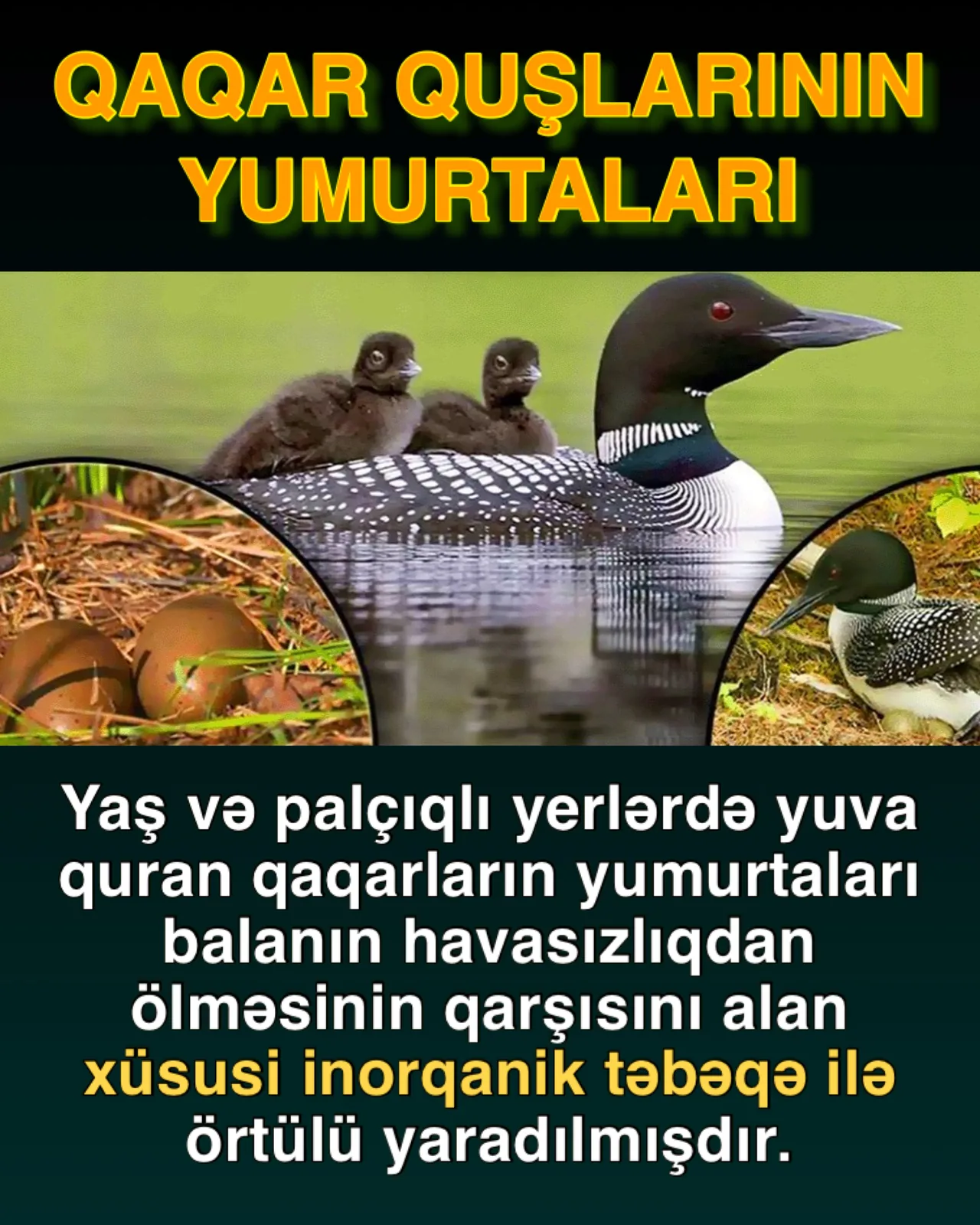 Quşların yuva sənəti