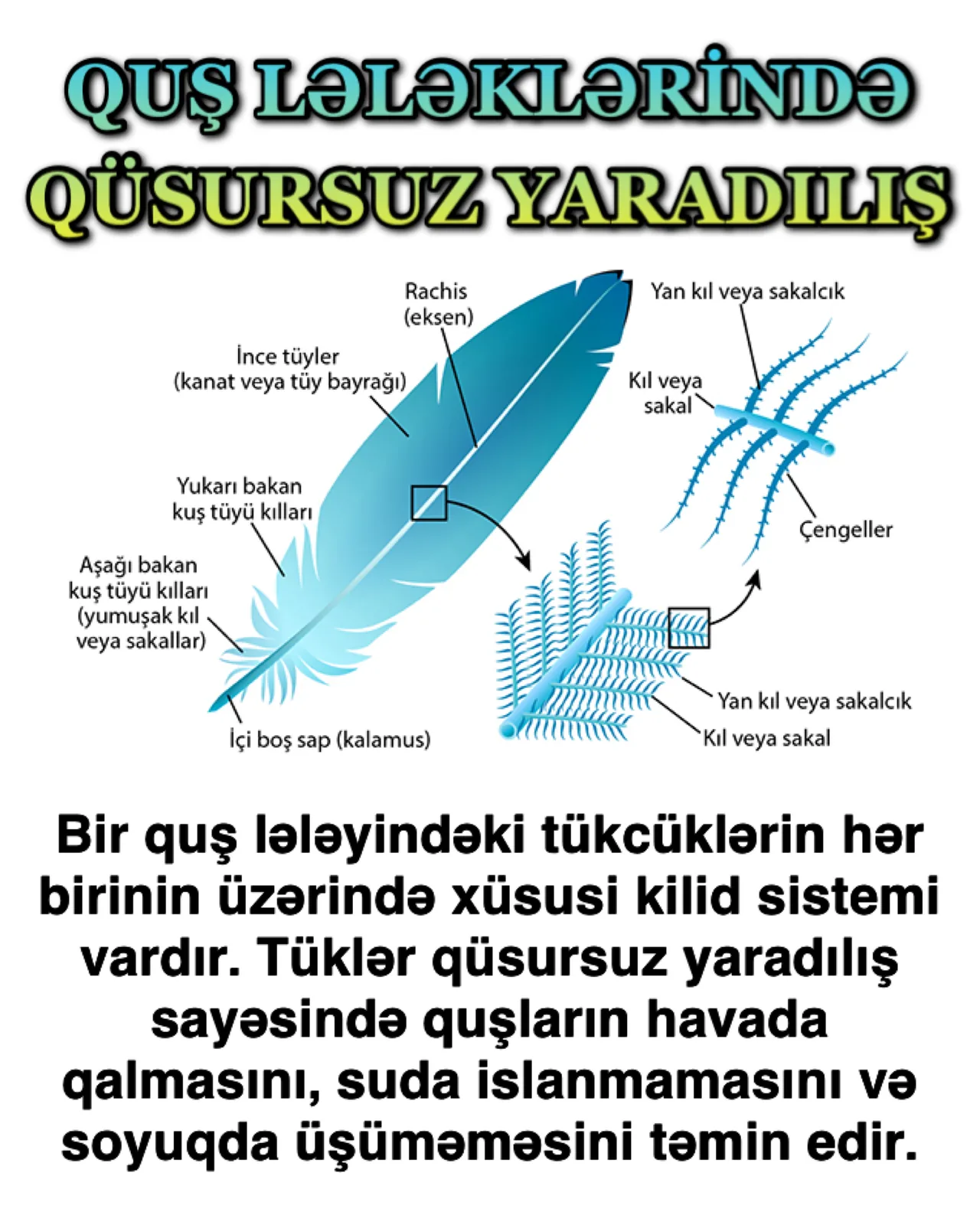 Quşlarla sürünənlər arasındakı keçilməz fərqlər