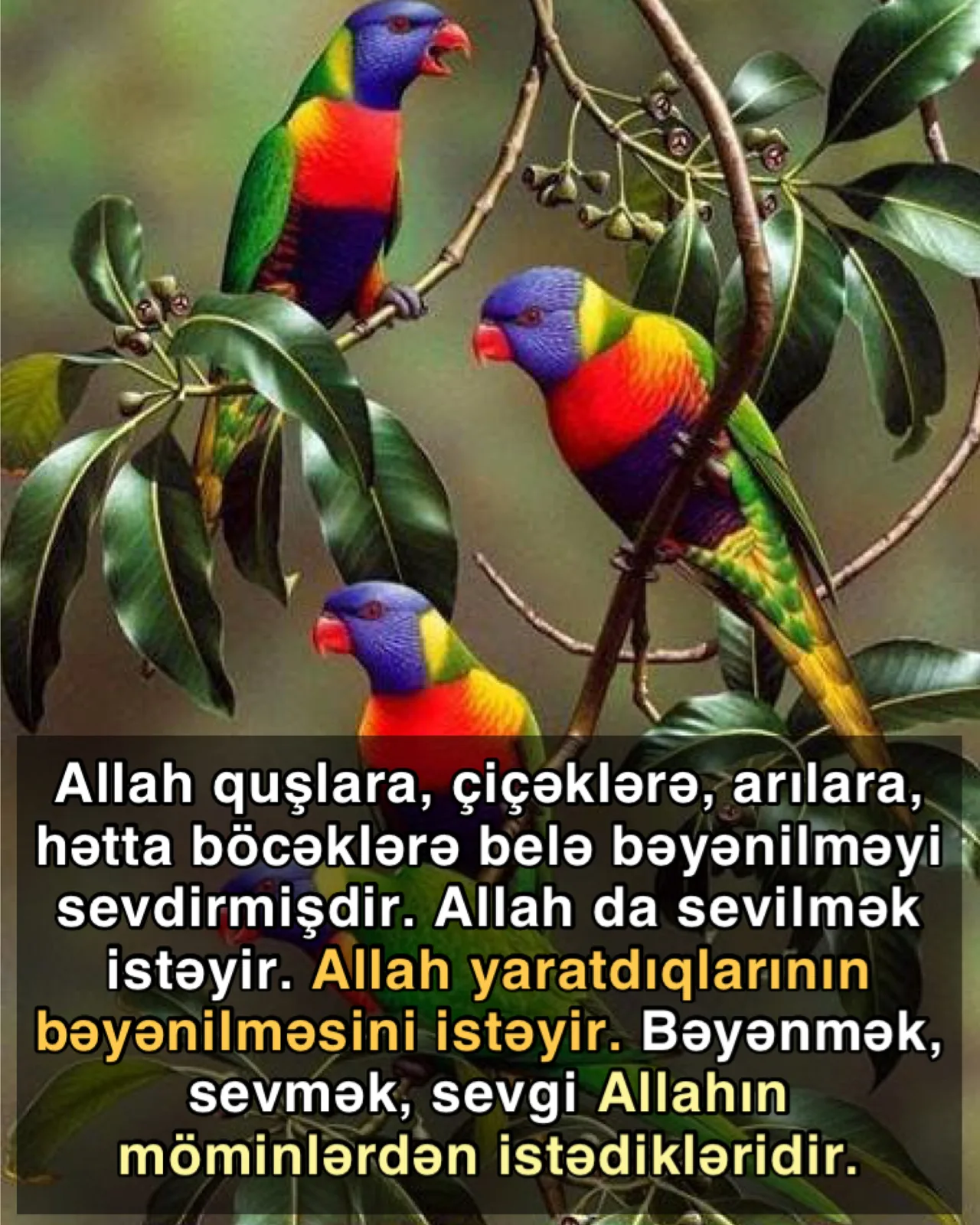 Sevgisizlik cəmiyyəti robotlaşdırır